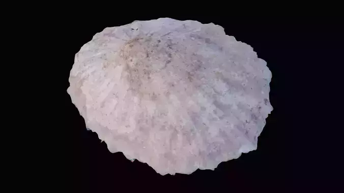 Common Limpet Shell Low-poly 3D model