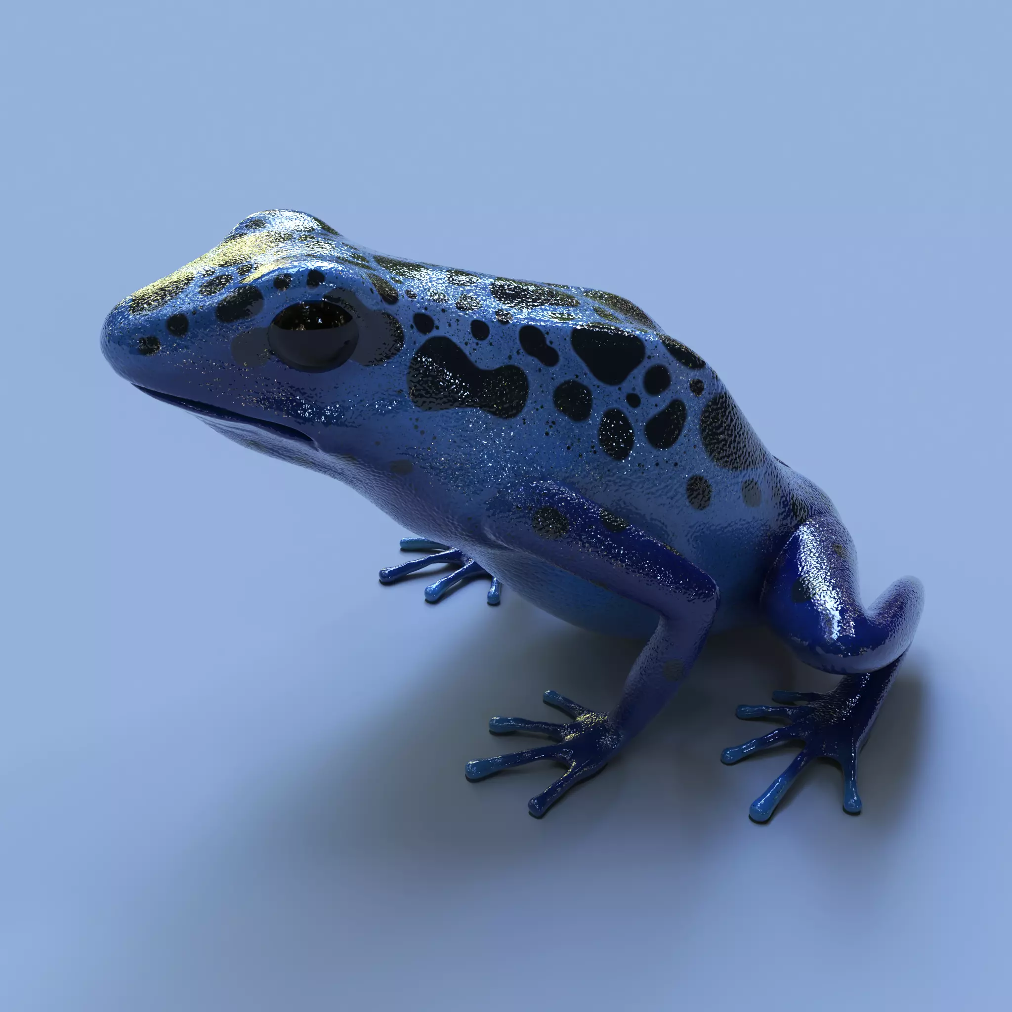 Blue poison dart frog  arrow frog Dendrobates tinctorius azureus 3D model_0