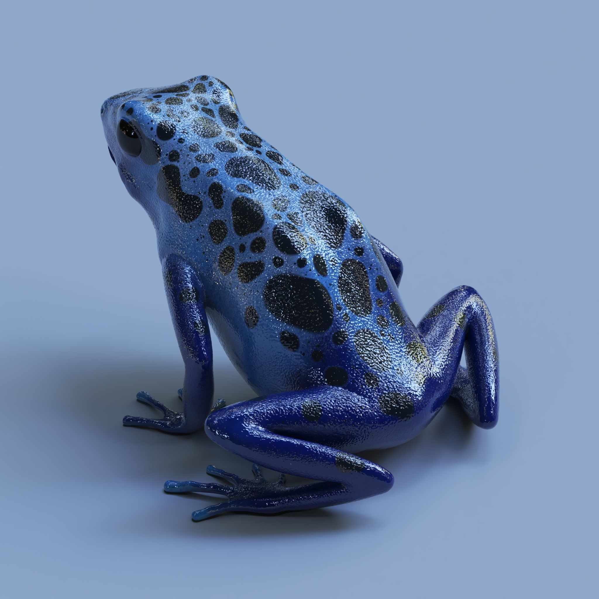 Blue poison dart frog  arrow frog Dendrobates tinctorius azureus 3D model_10