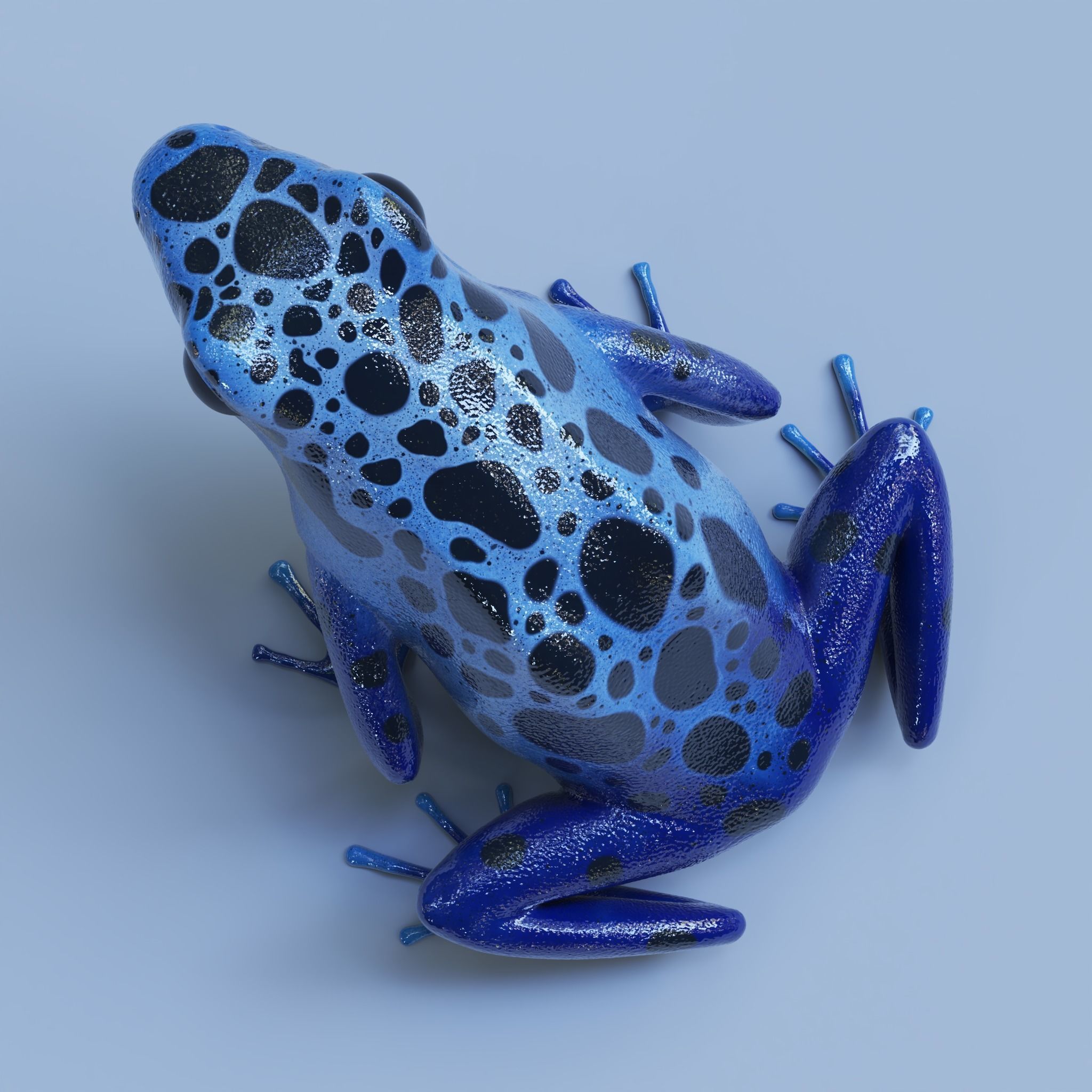 Blue poison dart frog  arrow frog Dendrobates tinctorius azureus 3D model_7