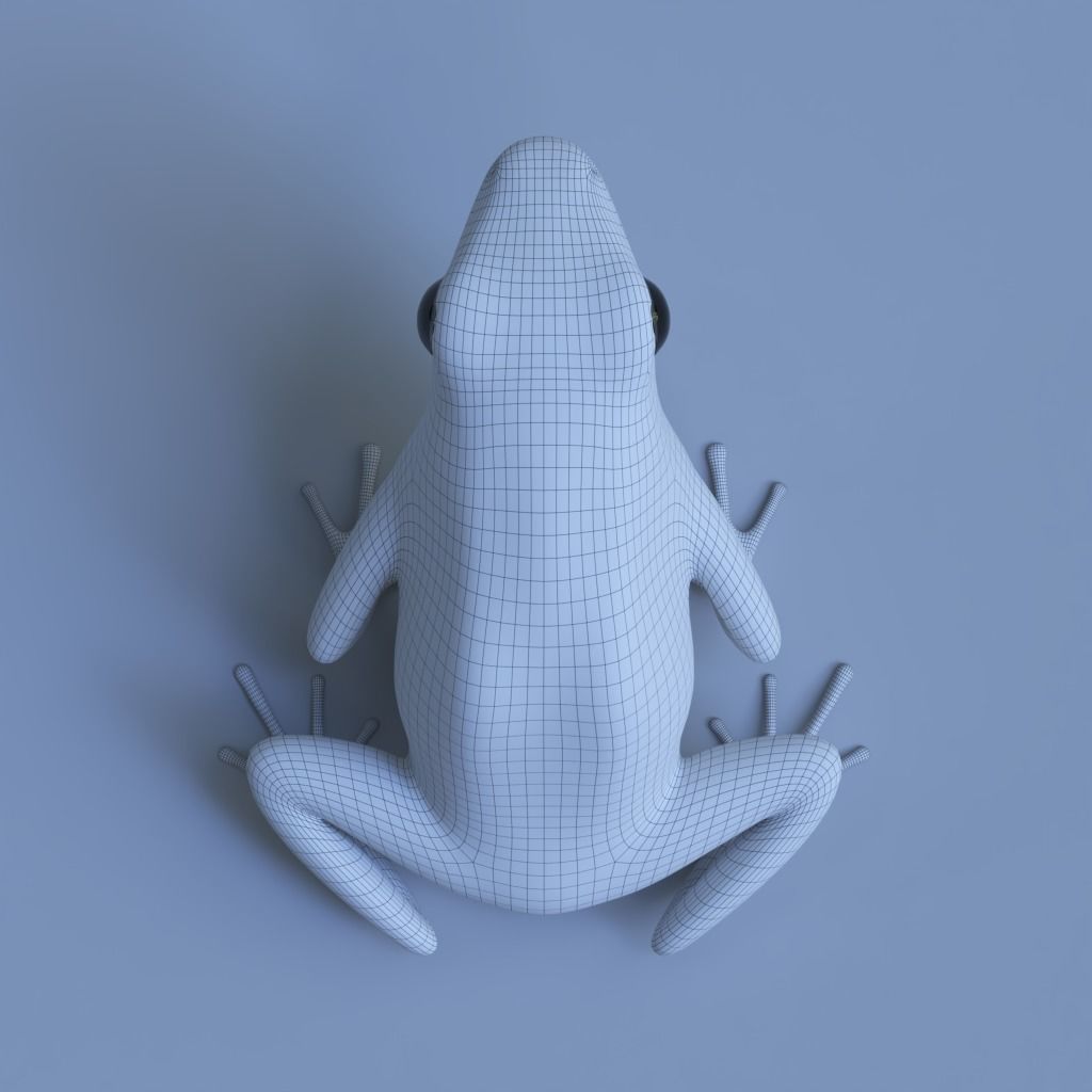 Blue poison dart frog  arrow frog Dendrobates tinctorius azureus 3D model_15