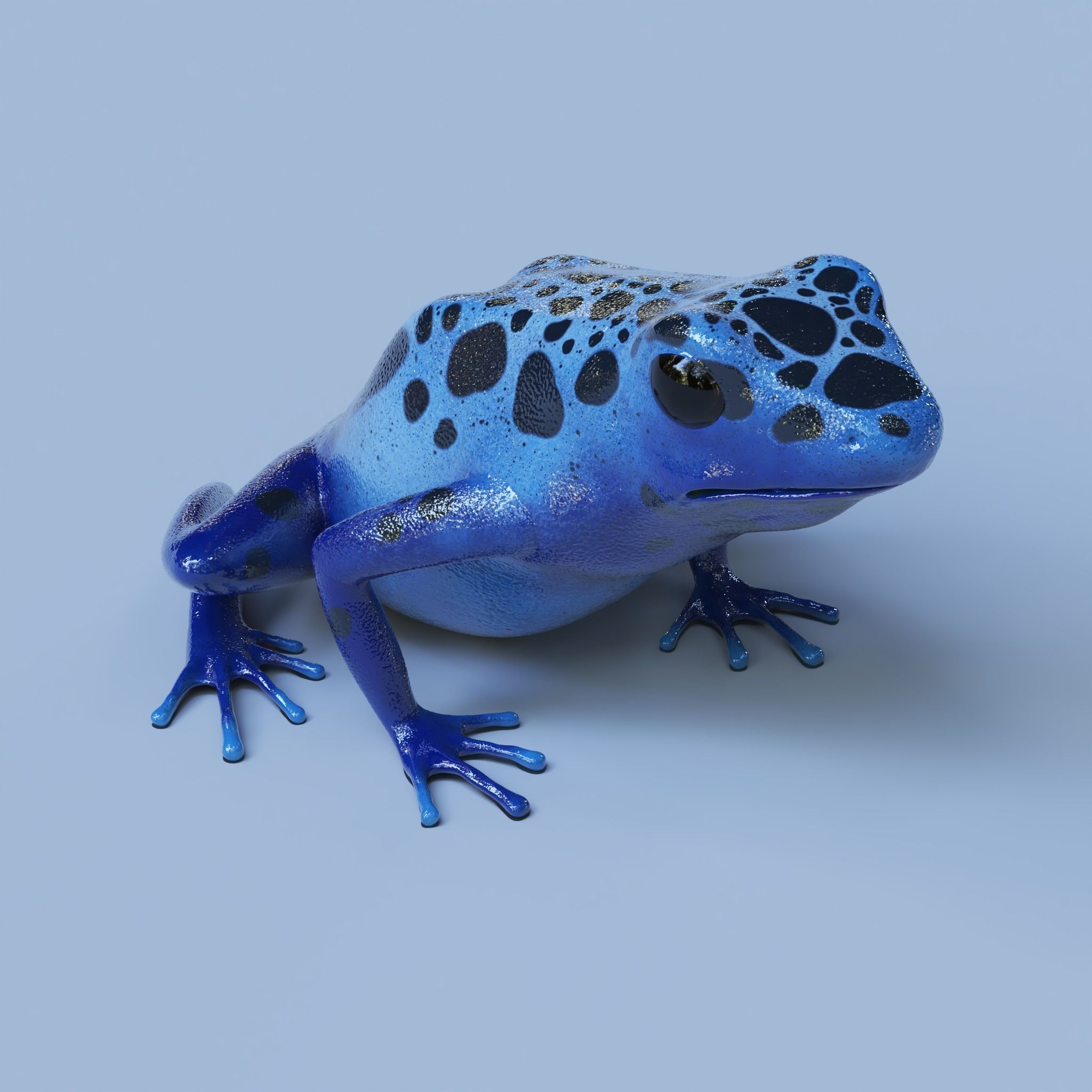 Blue poison dart frog  arrow frog Dendrobates tinctorius azureus 3D model_9