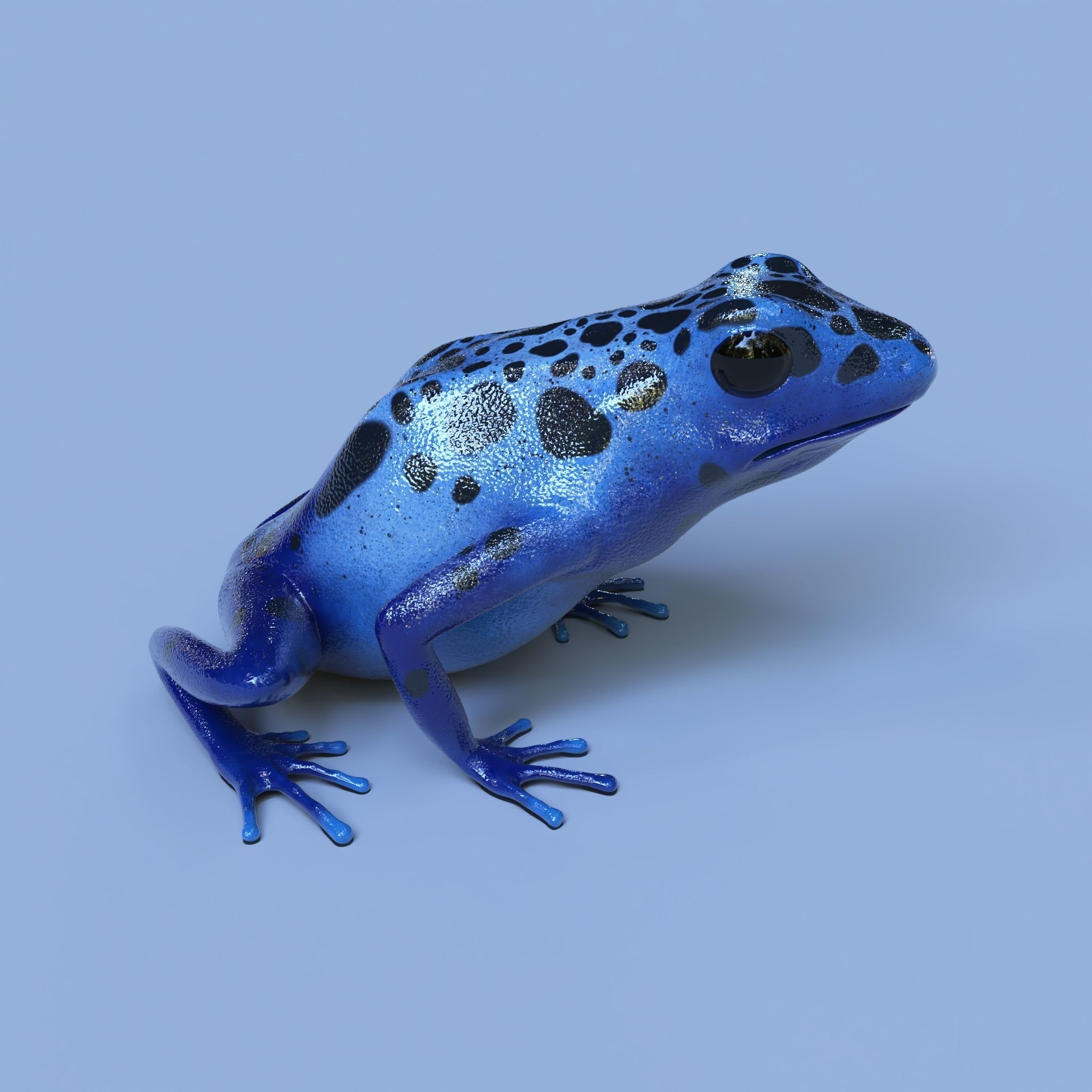 Blue poison dart frog  arrow frog Dendrobates tinctorius azureus 3D model_4