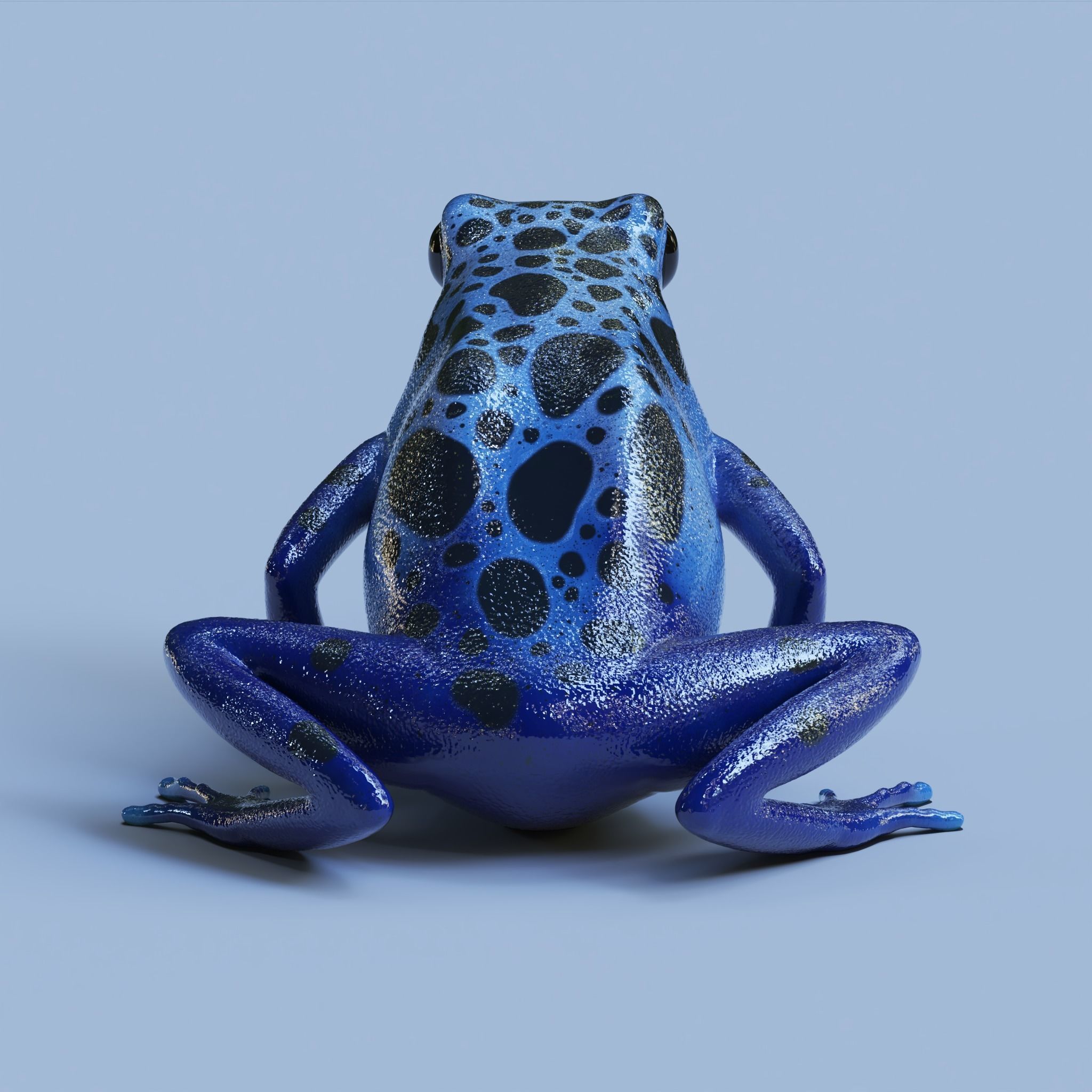 Blue poison dart frog  arrow frog Dendrobates tinctorius azureus 3D model_8