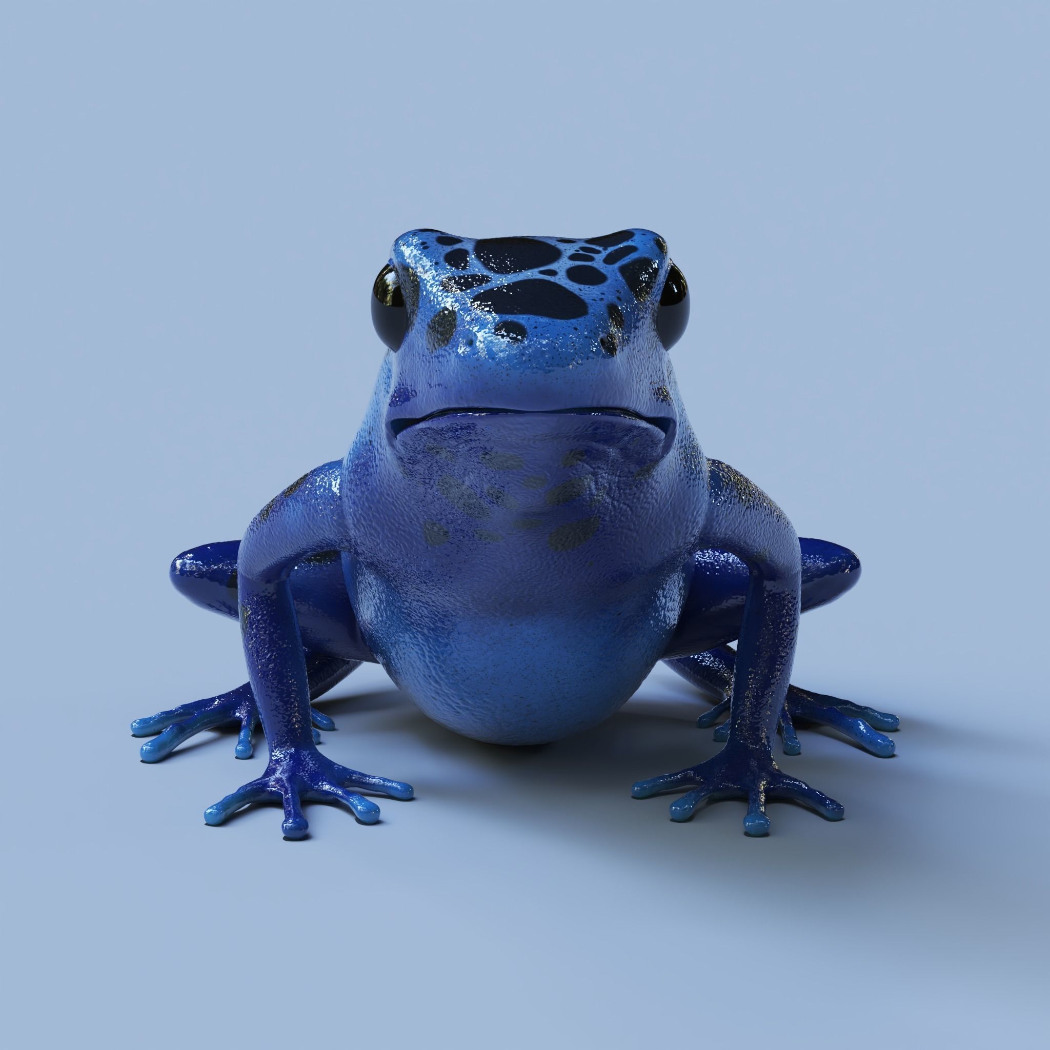 Blue poison dart frog  arrow frog Dendrobates tinctorius azureus 3D model_5