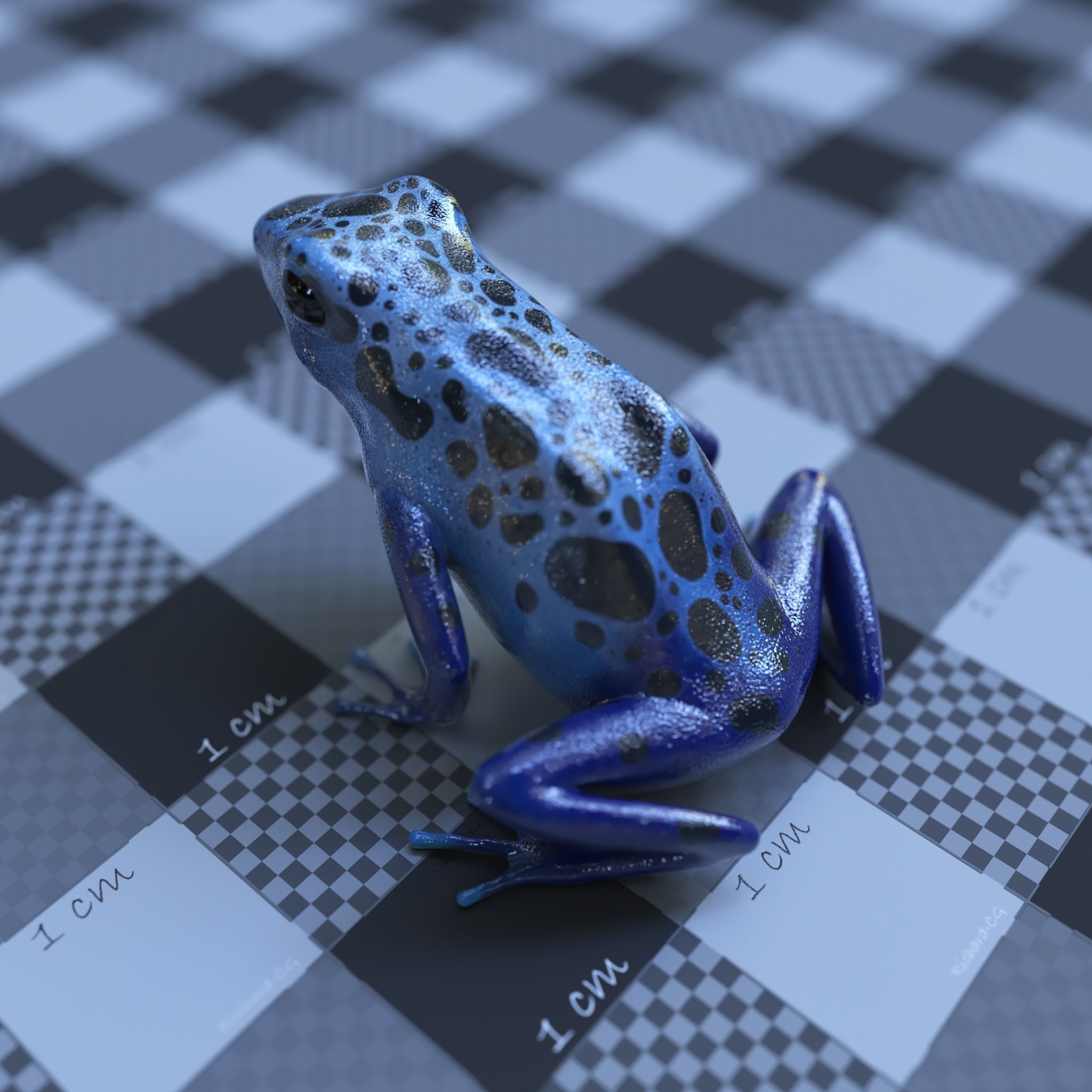Blue poison dart frog  arrow frog Dendrobates tinctorius azureus 3D model_1