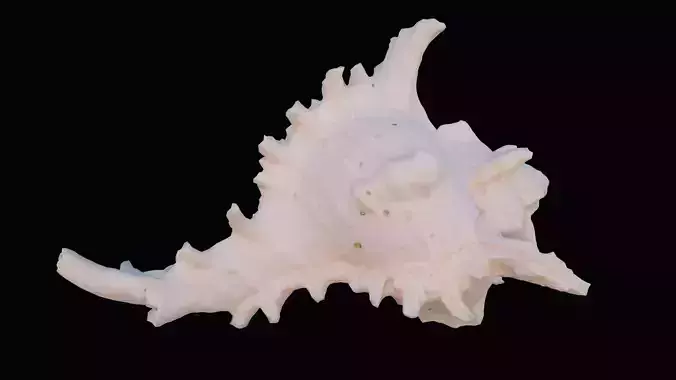 Big Murex Sea Shell Low-poly 3D model