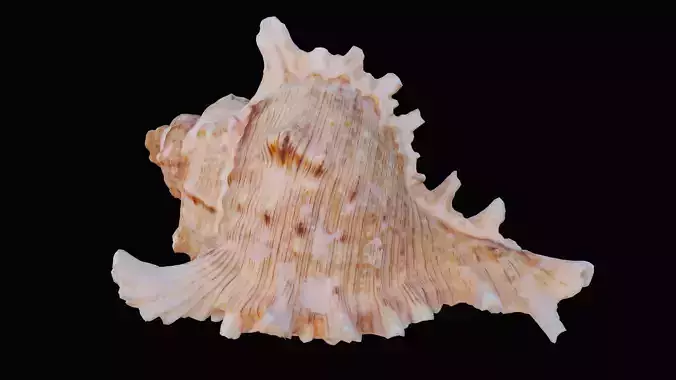 Colored Murex Sea Shell Low-poly 3D model