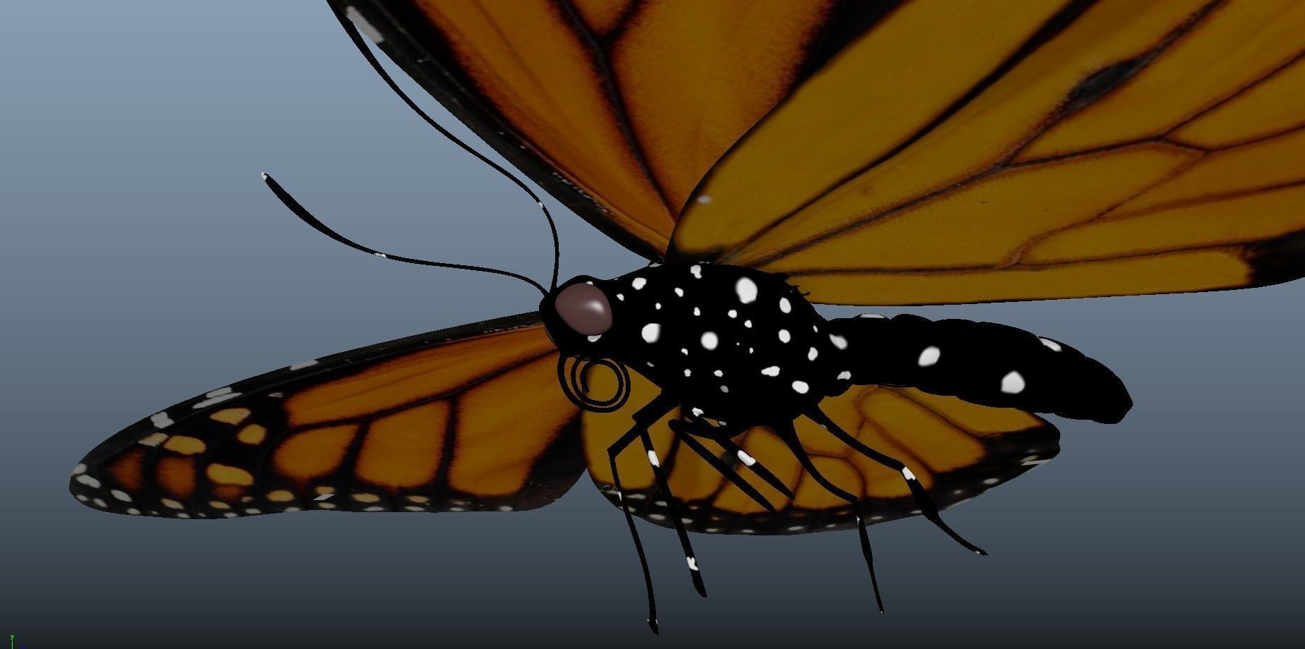 Butterfly with texture 3D model_1