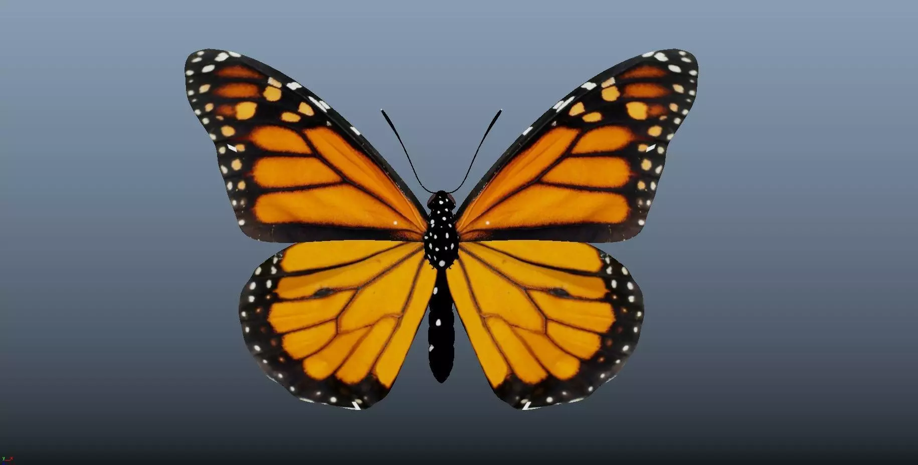 Butterfly with texture 3D model_0