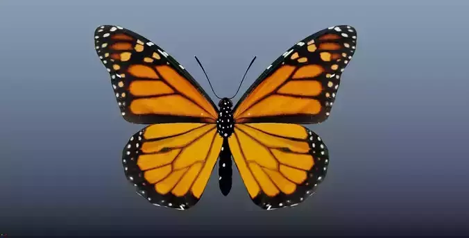 Butterfly with texture 3D model