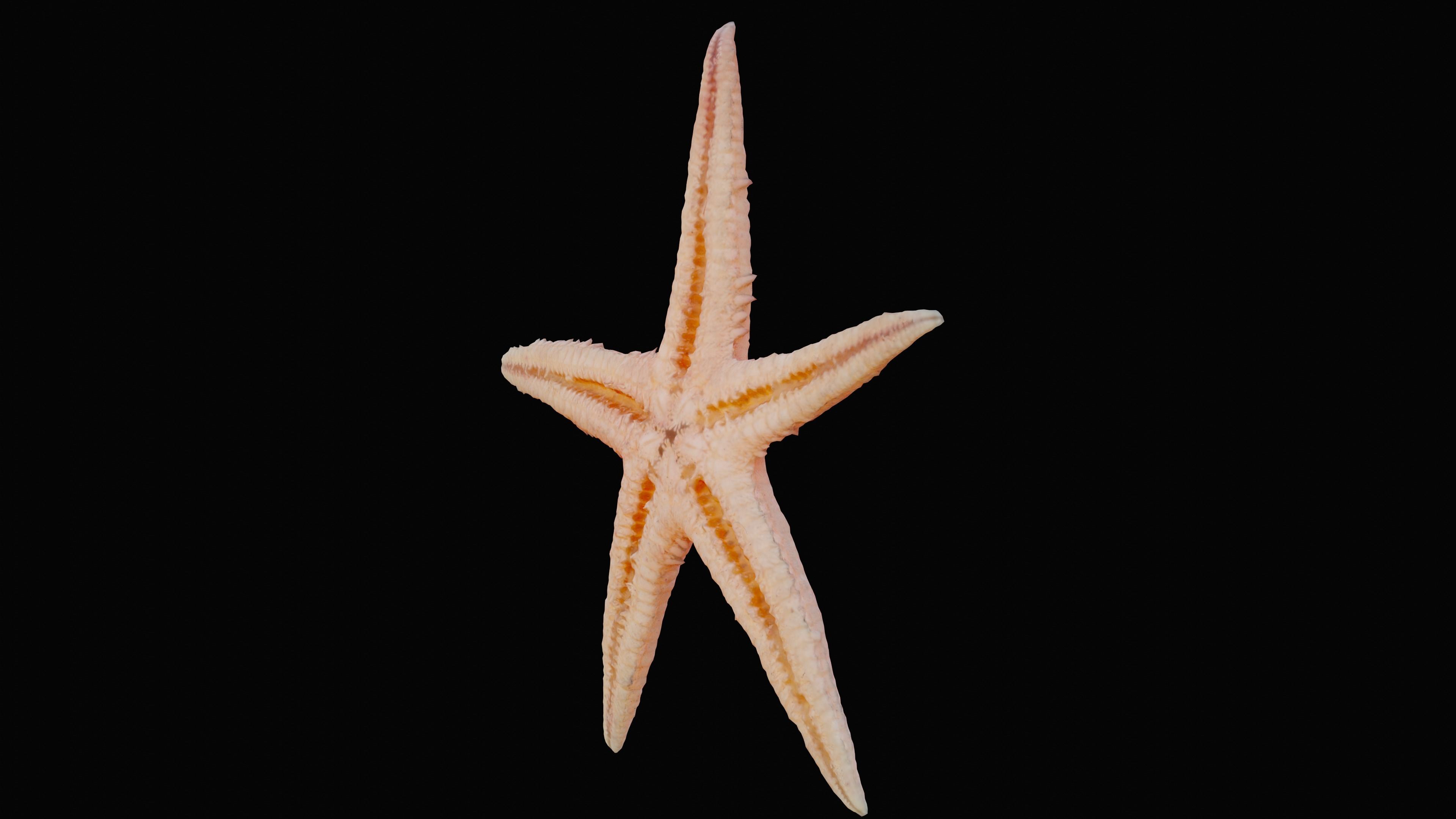 Starfish Low-poly 3D model_6