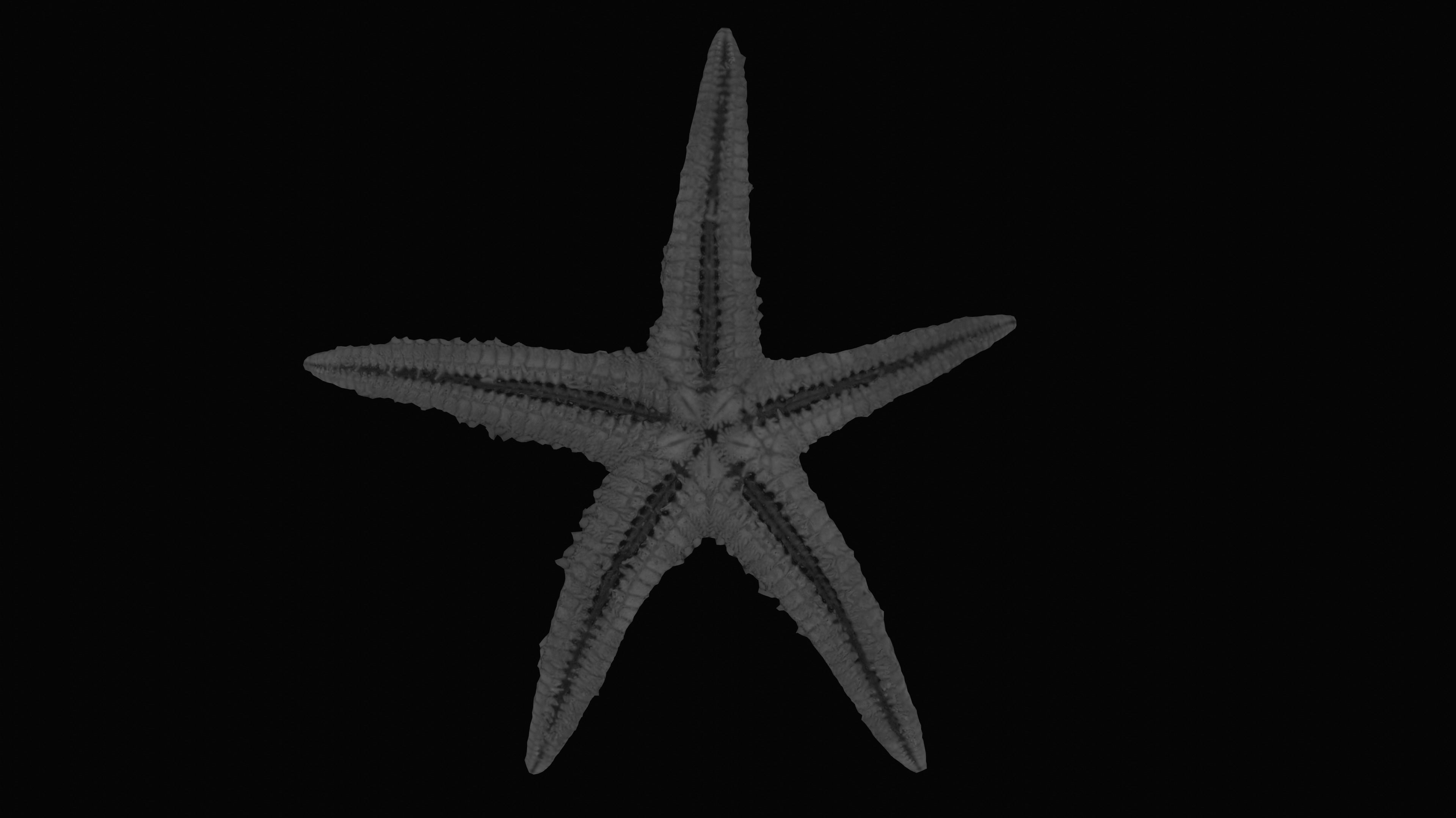 Starfish Low-poly 3D model_13