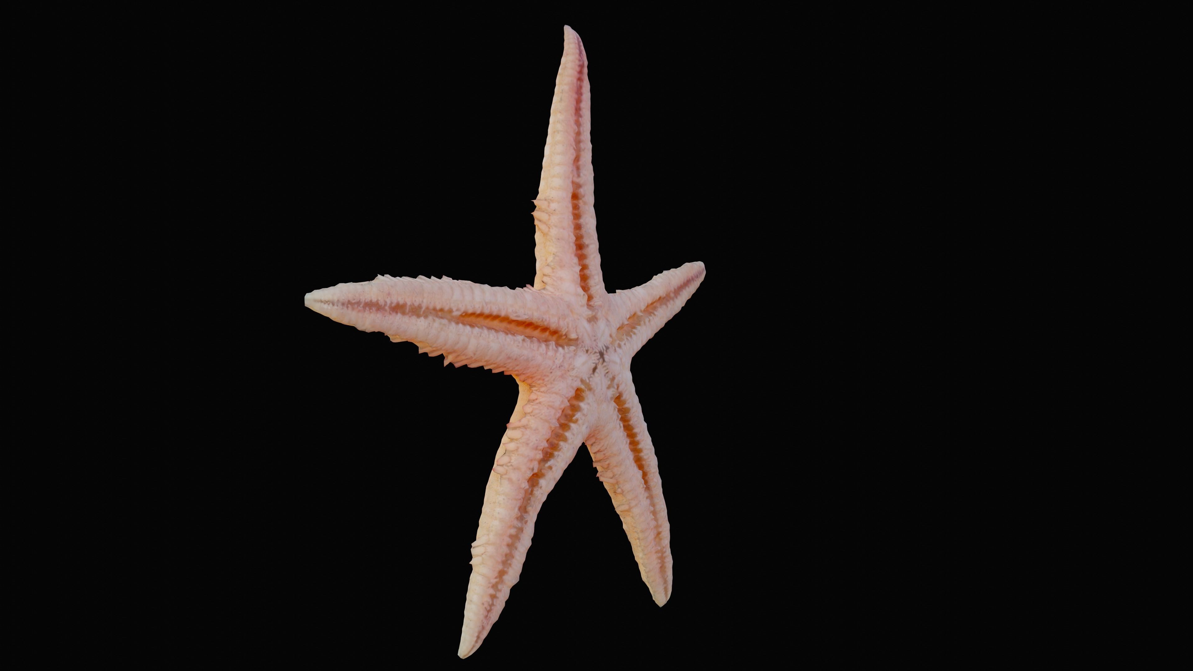 Starfish Low-poly 3D model_1