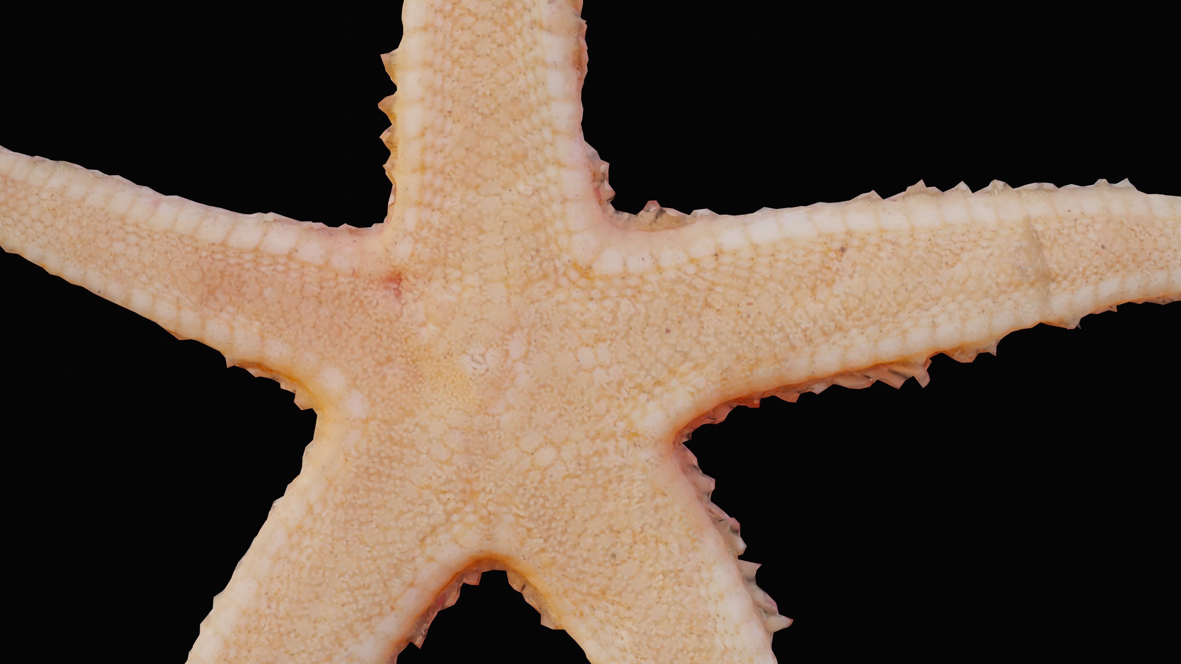 Starfish Low-poly 3D model_9
