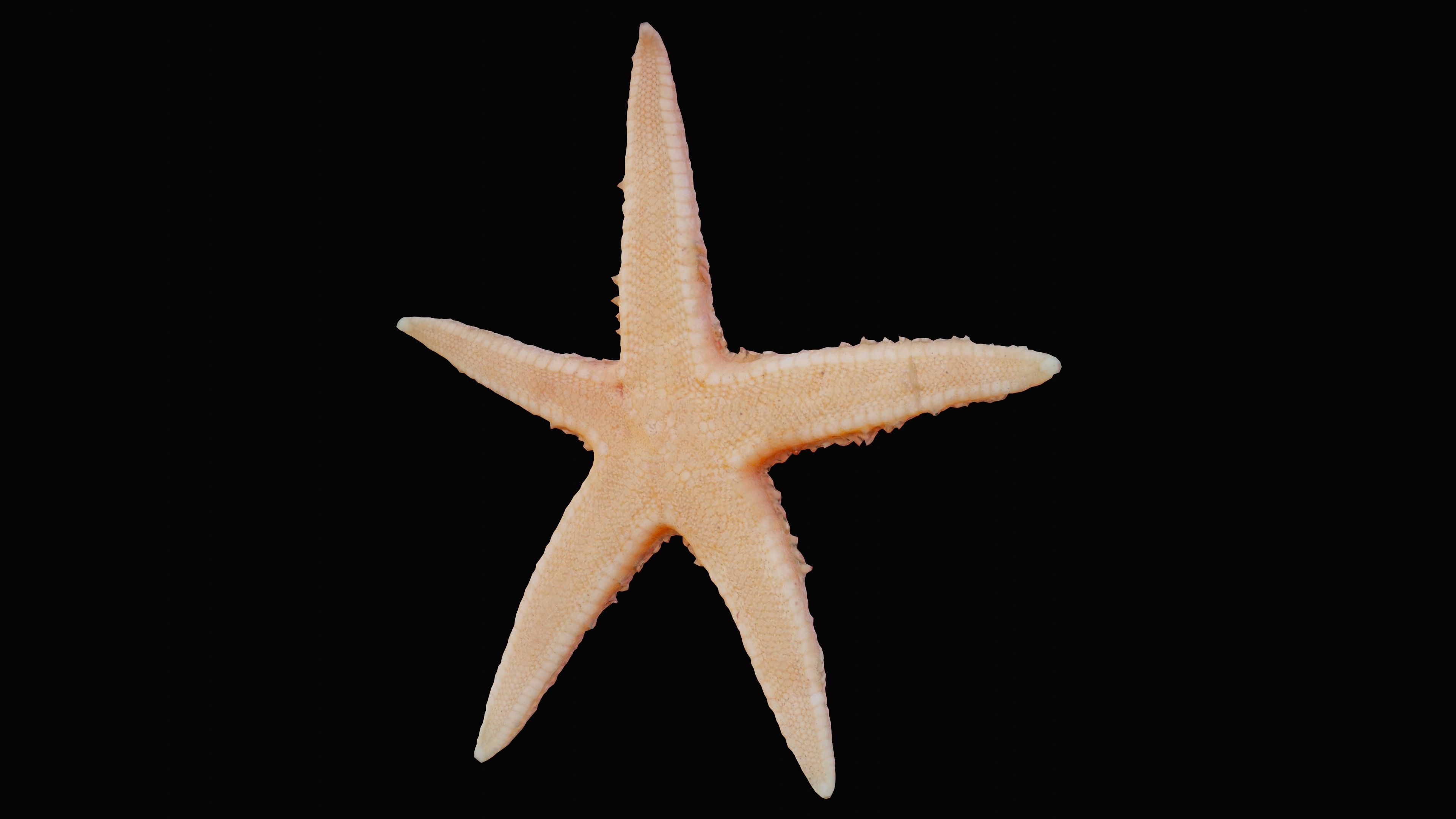 Starfish Low-poly 3D model_3