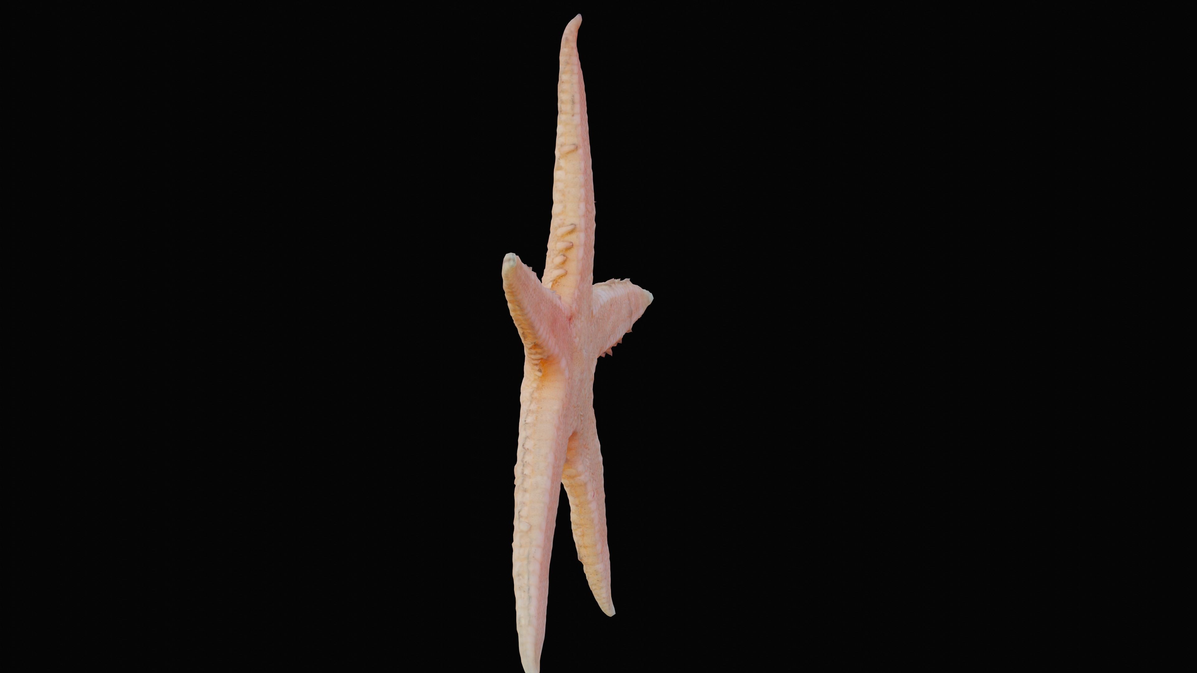 Starfish Low-poly 3D model_5