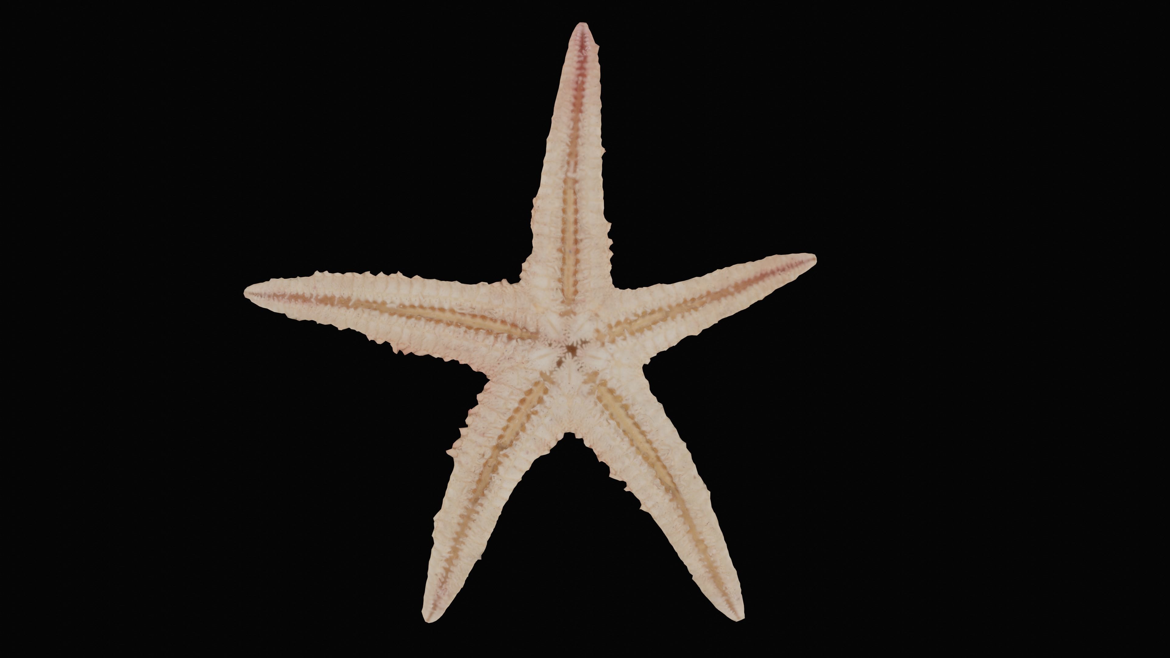 Starfish Low-poly 3D model_12