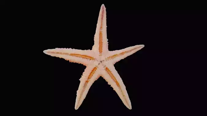 Starfish Low-poly 3D model