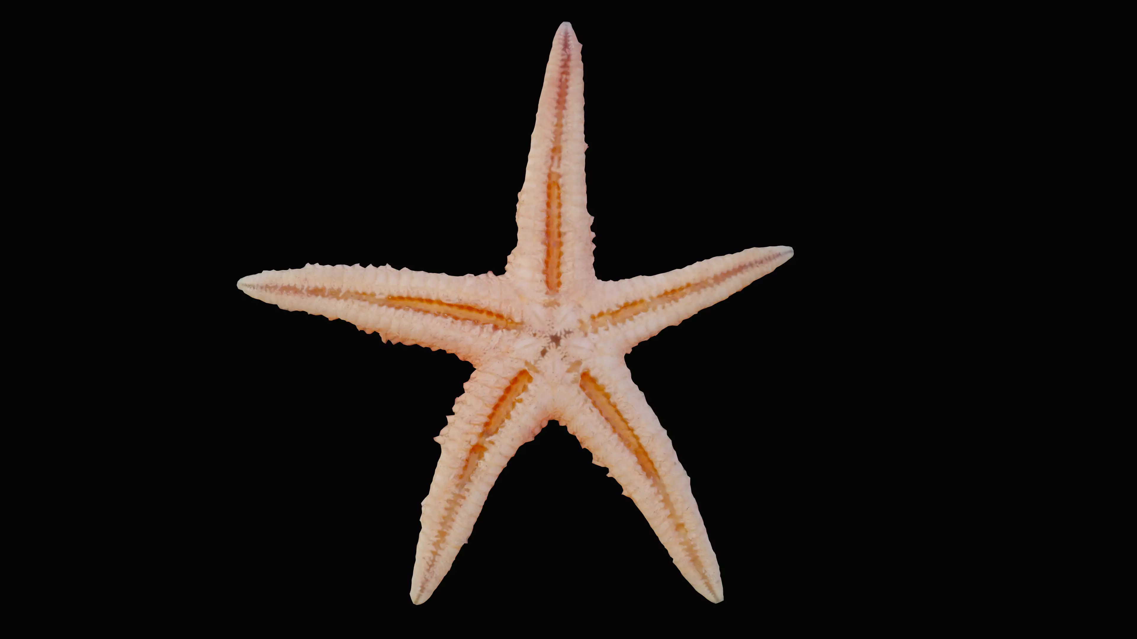Starfish Low-poly 3D model_0