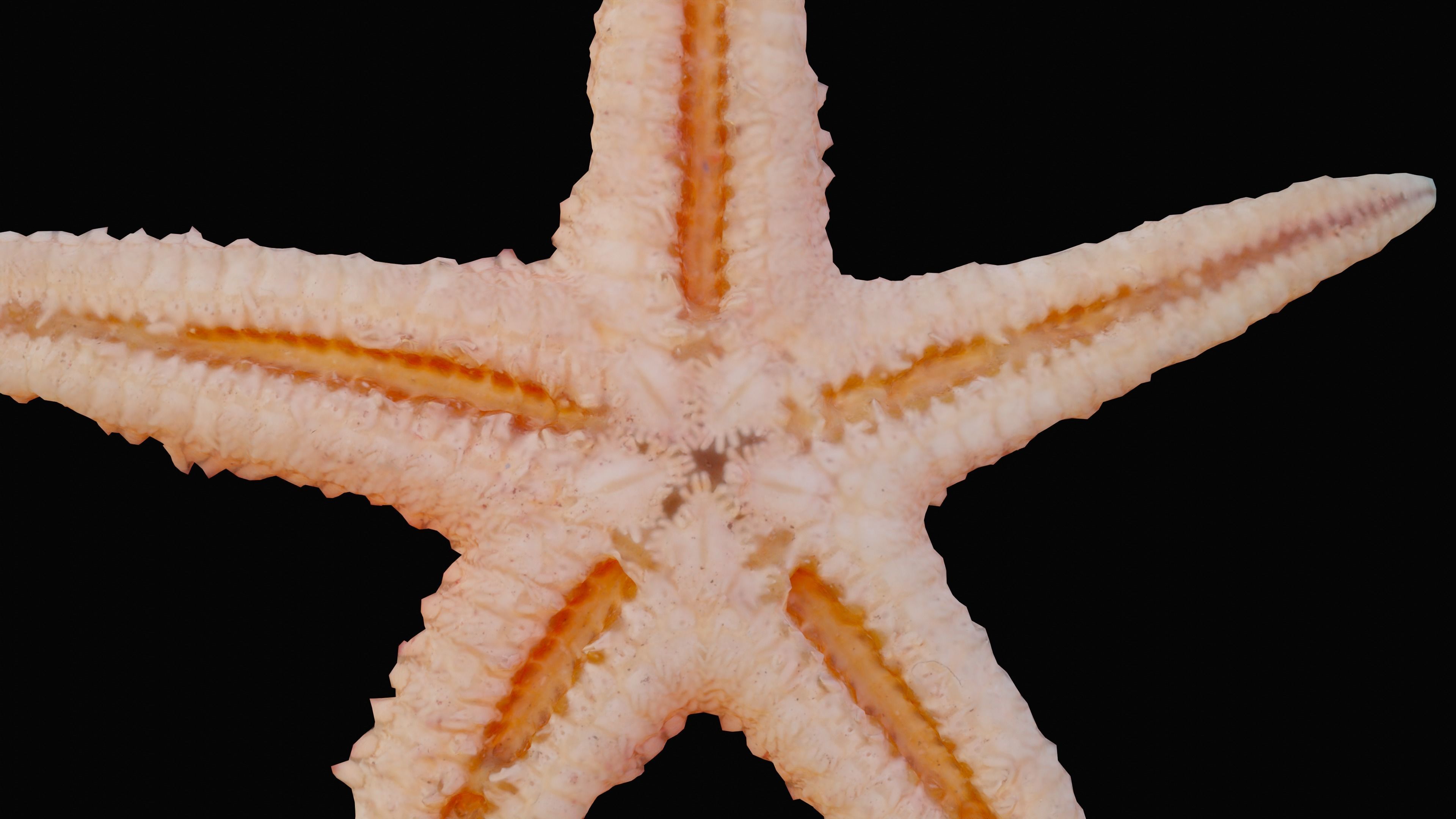 Starfish Low-poly 3D model_7