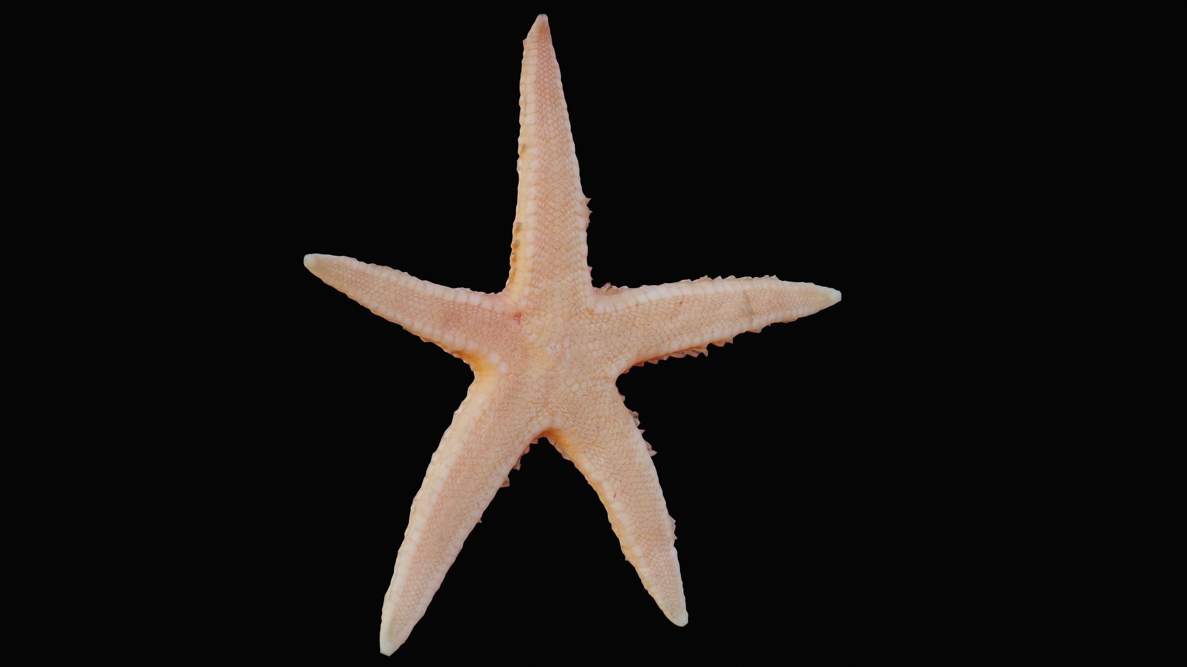 Starfish Low-poly 3D model_4