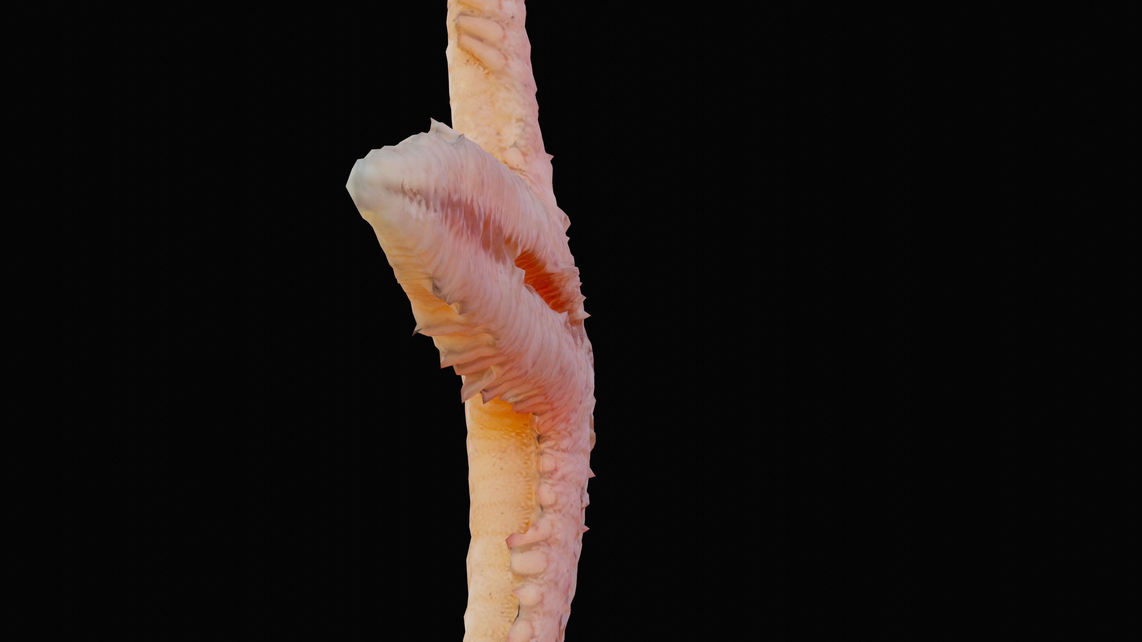 Starfish Low-poly 3D model_8