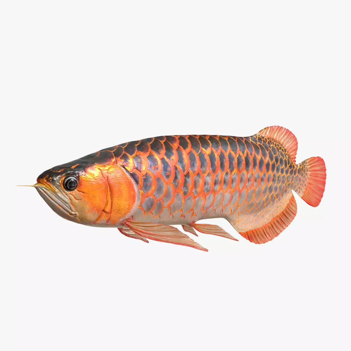 Arowana fish Low-poly 3D model