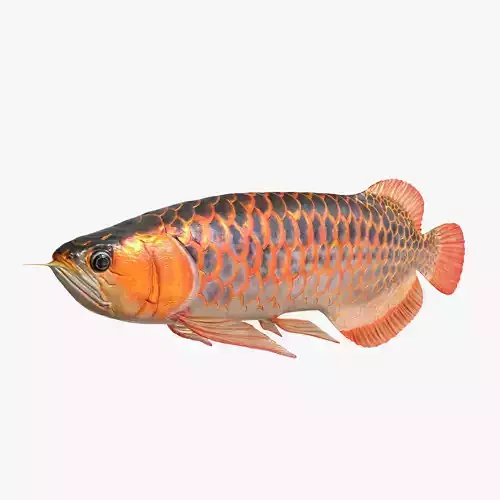 Arowana fish Low-poly 3D model