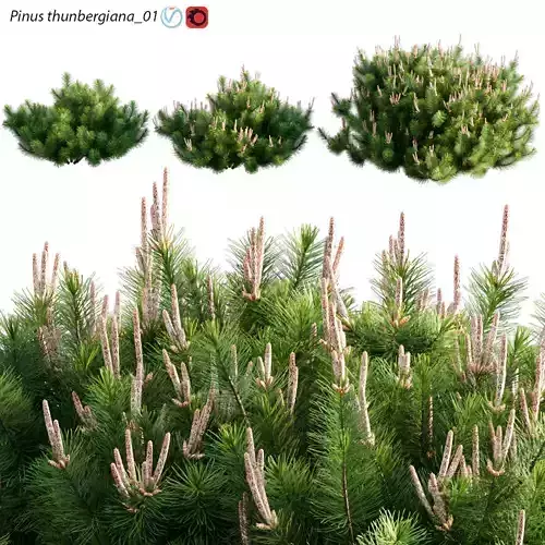 Pinus thunbergiana - Pinus thunbergii - Japanese Black Pine 01 3D model