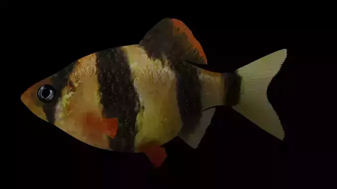 tiger barb
