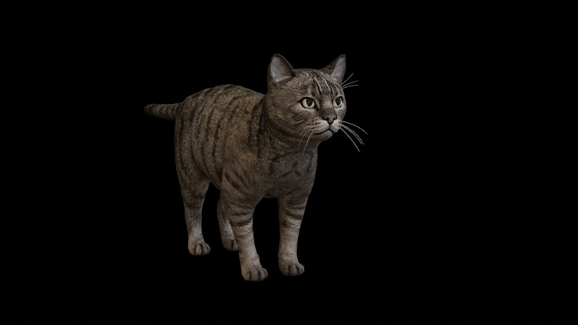 Kitty Cat Low-poly 3D model_2