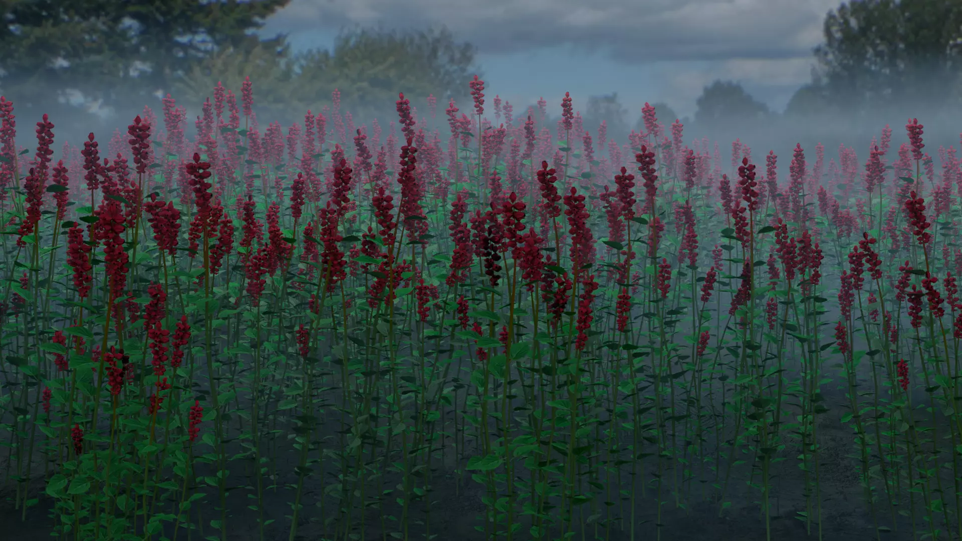 Red Lupinus 3D model