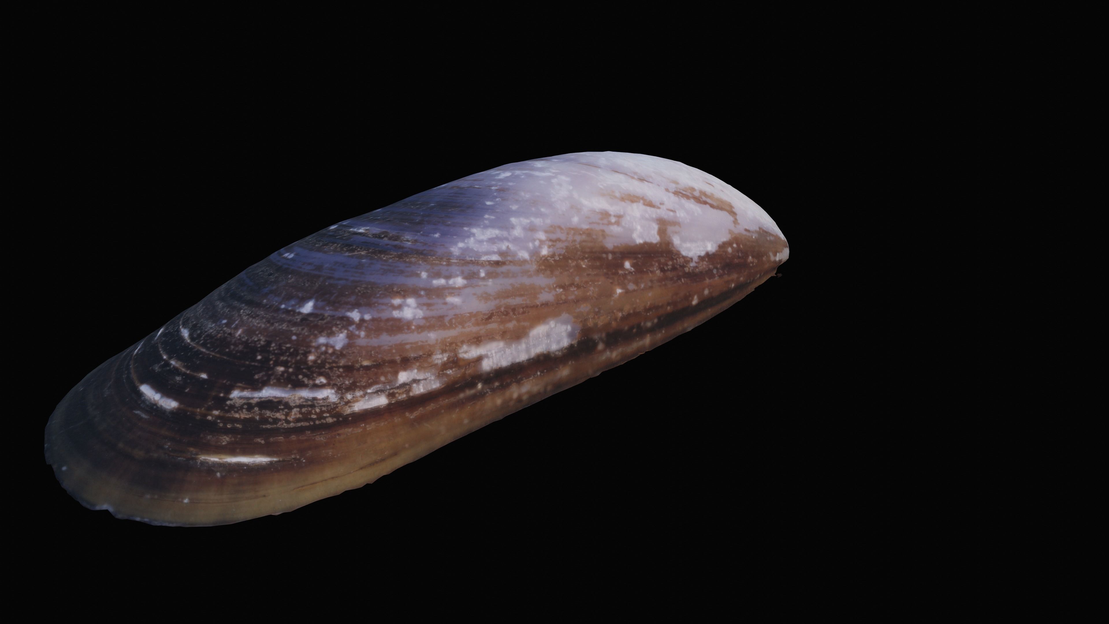 Dark Tellin Shell Low-poly 3D model_3