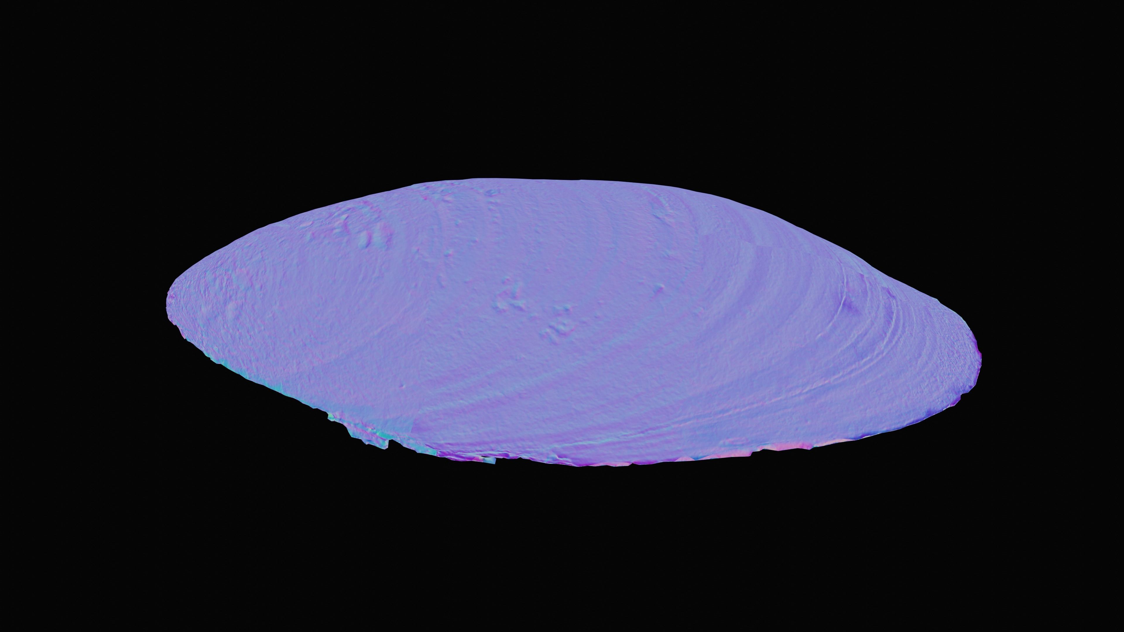 Dark Tellin Shell Low-poly 3D model_15