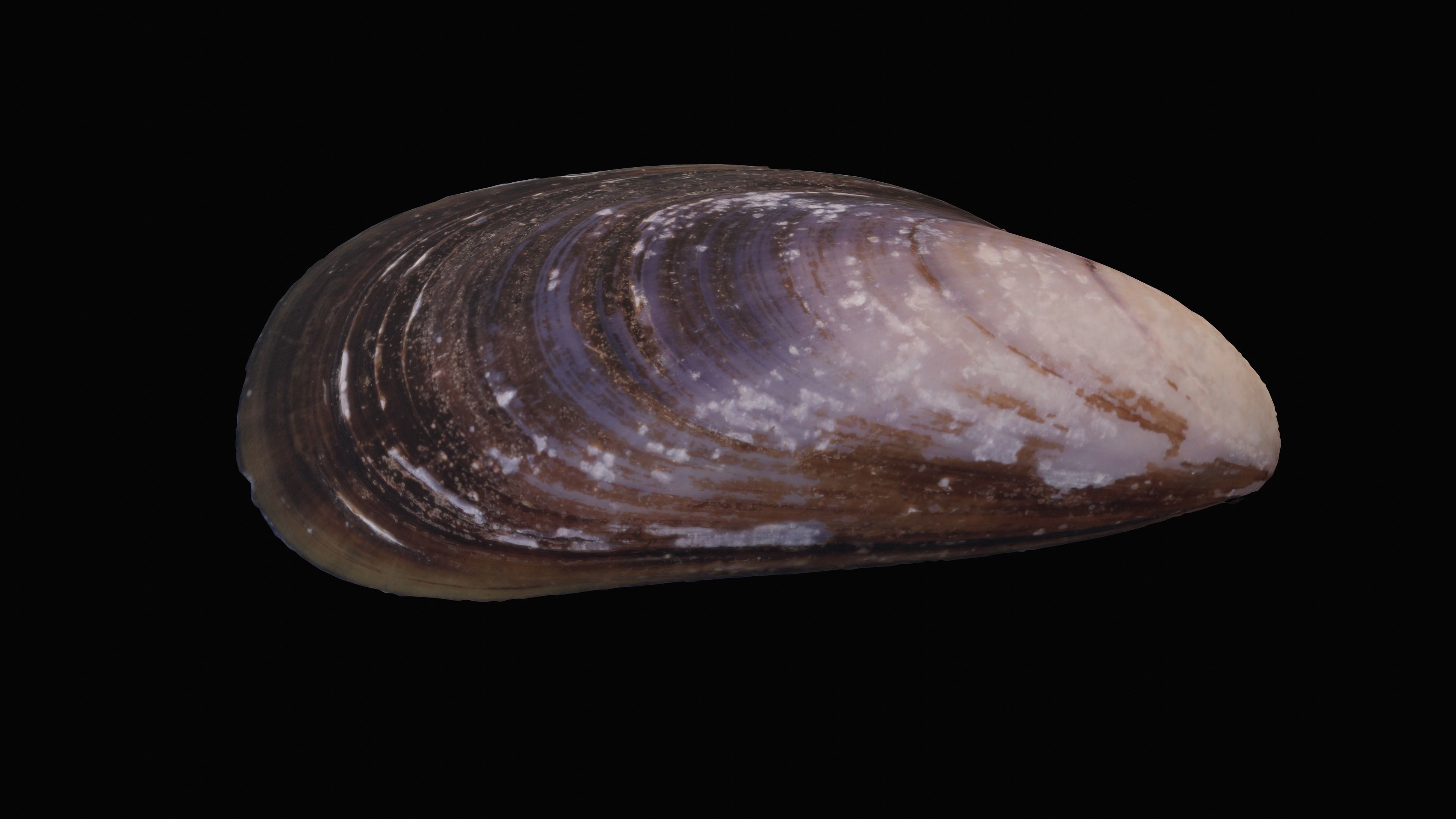 Dark Tellin Shell Low-poly 3D model_8