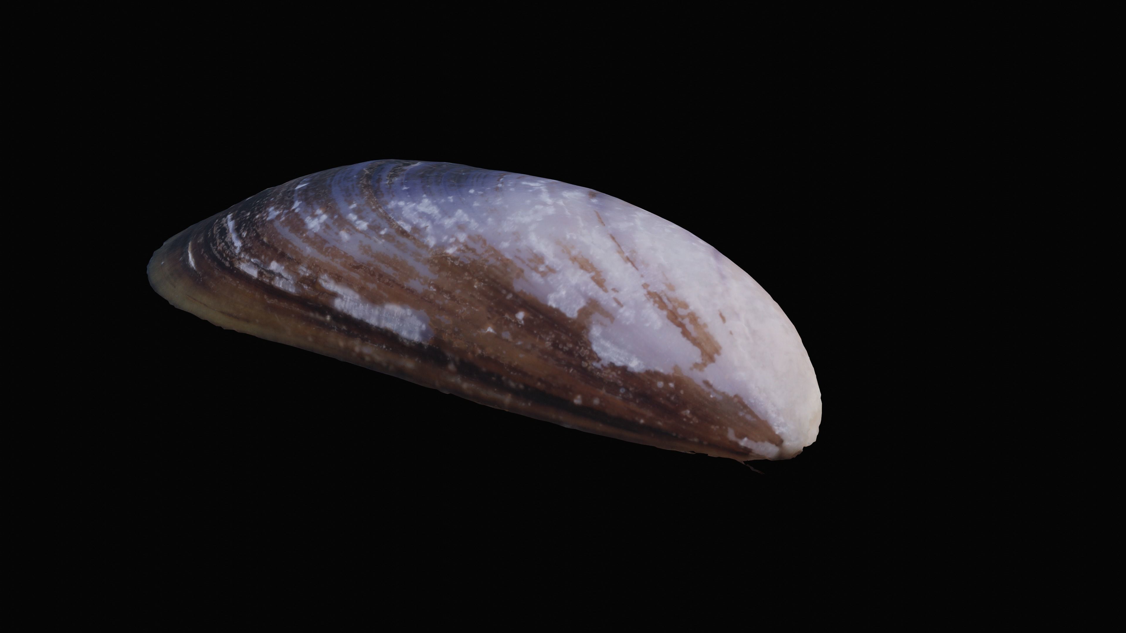 Dark Tellin Shell Low-poly 3D model_2