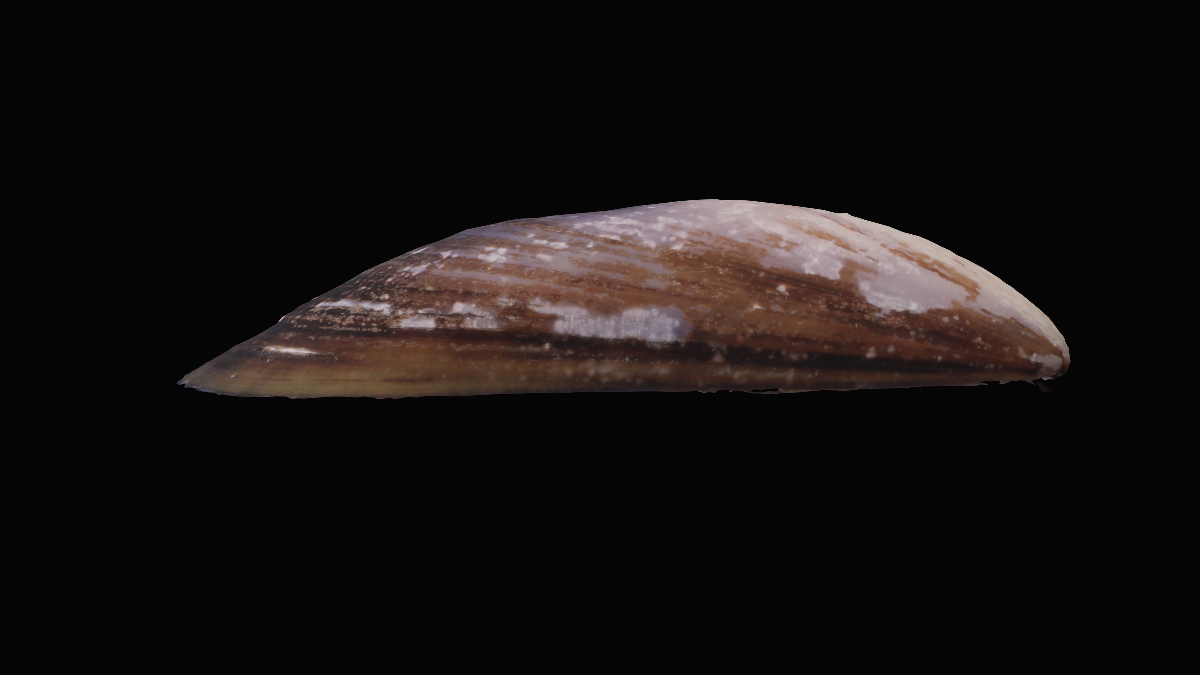 Dark Tellin Shell Low-poly 3D model_9