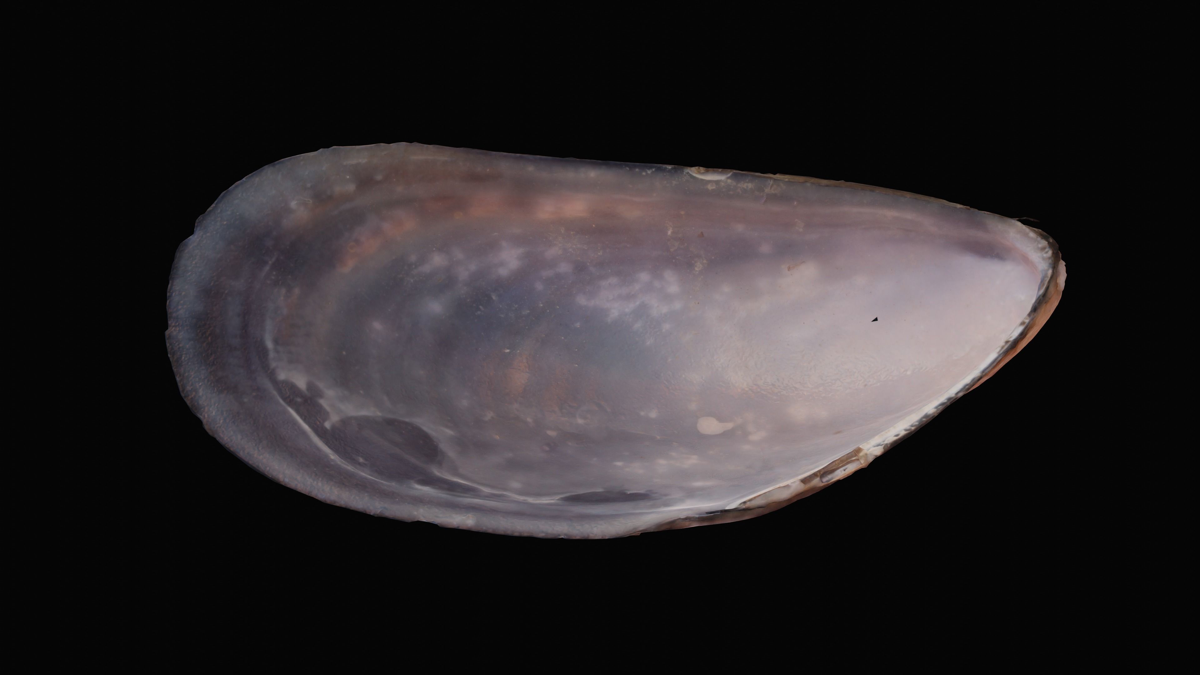 Dark Tellin Shell Low-poly 3D model_5