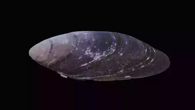 Dark Tellin Shell Low-poly 3D model