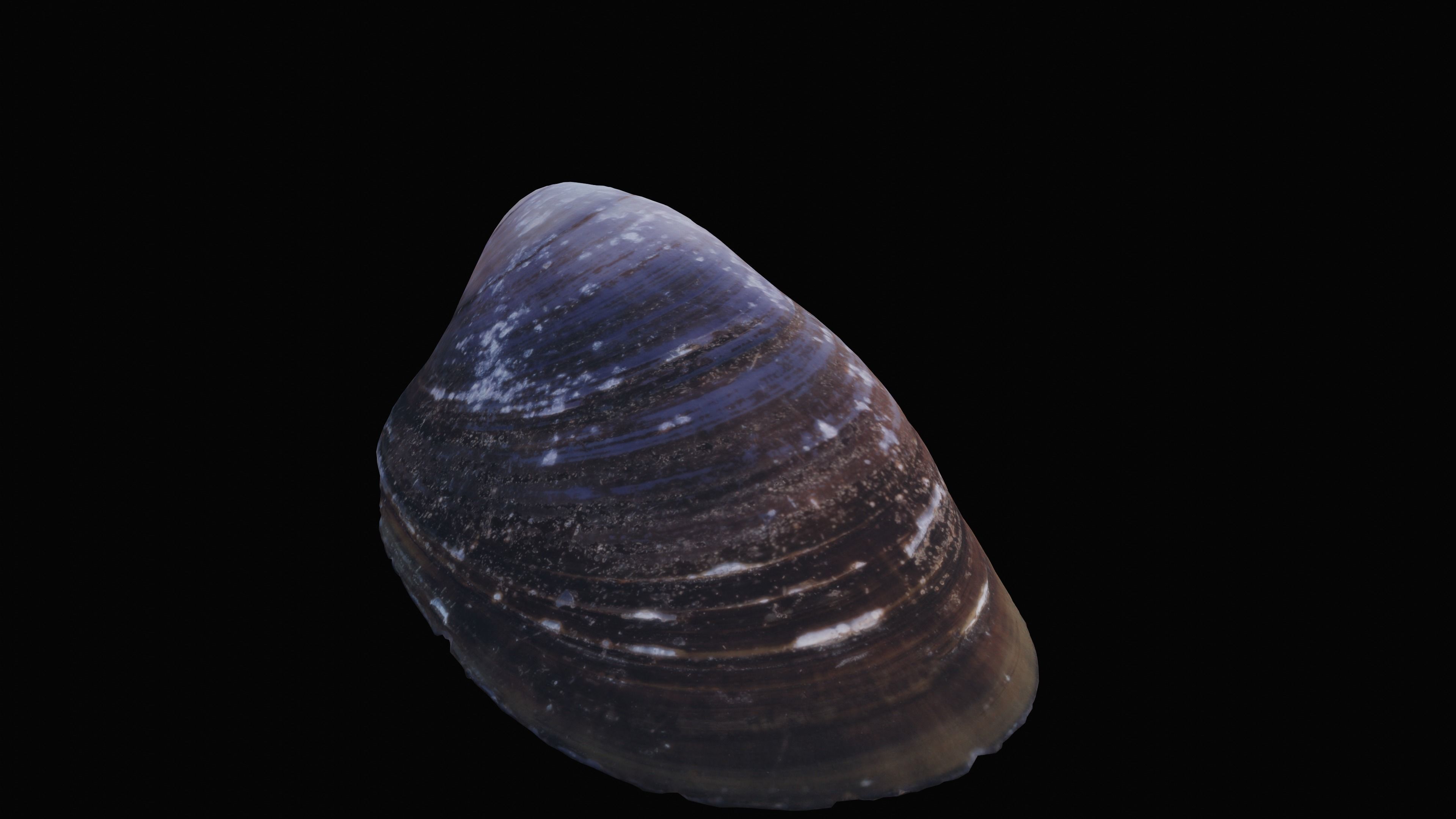 Dark Tellin Shell Low-poly 3D model_4