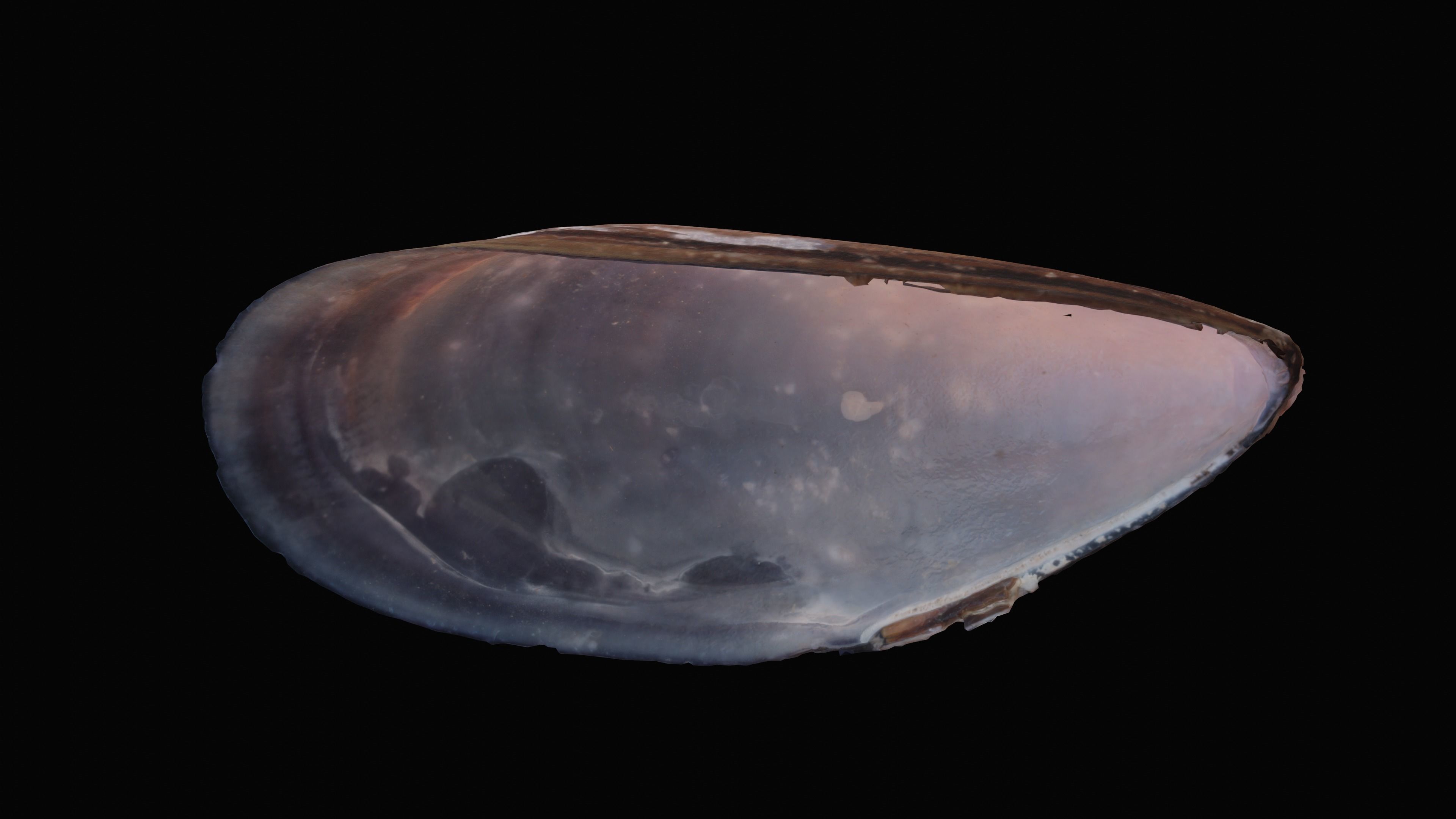 Dark Tellin Shell Low-poly 3D model_10