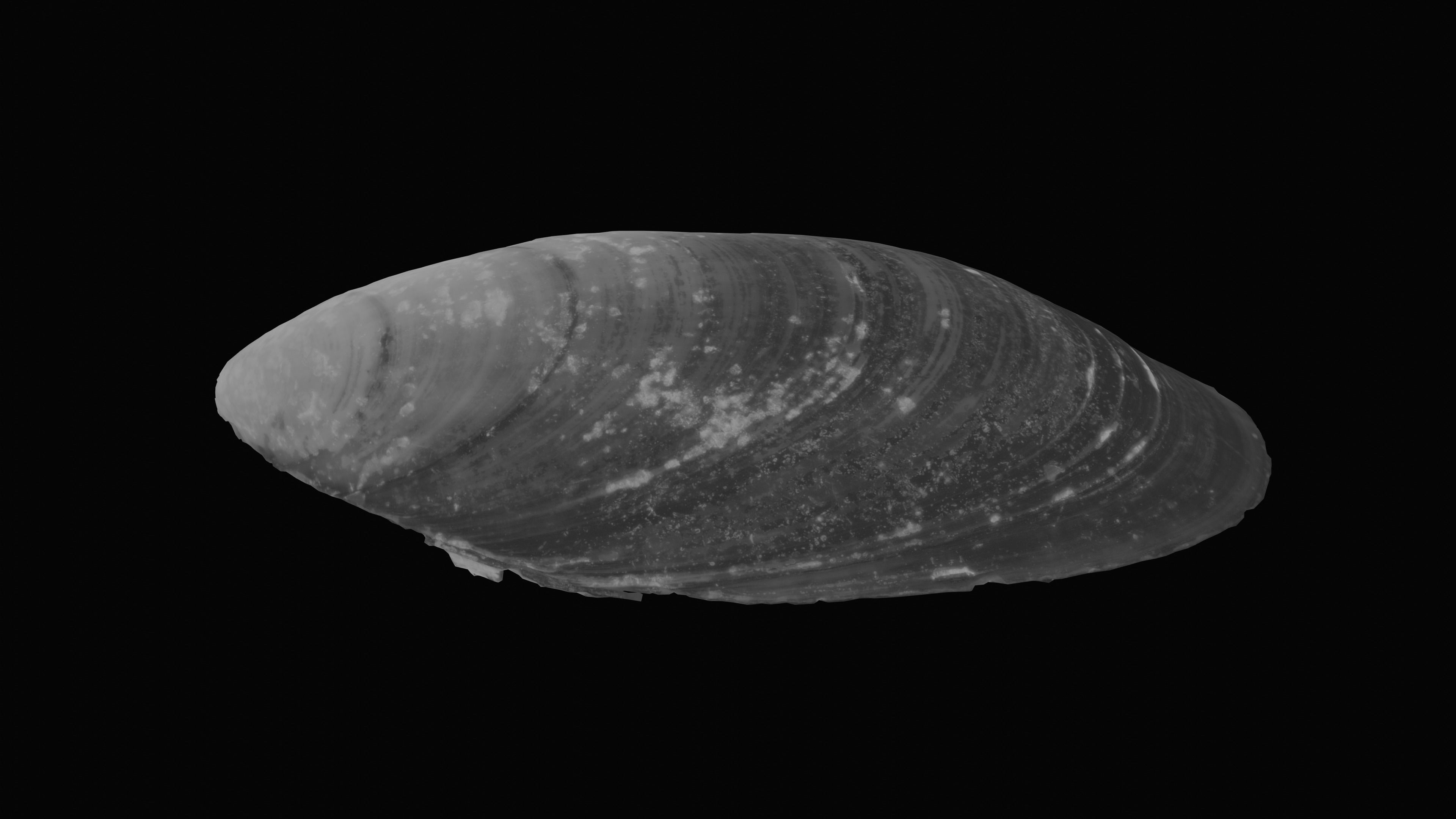 Dark Tellin Shell Low-poly 3D model_13