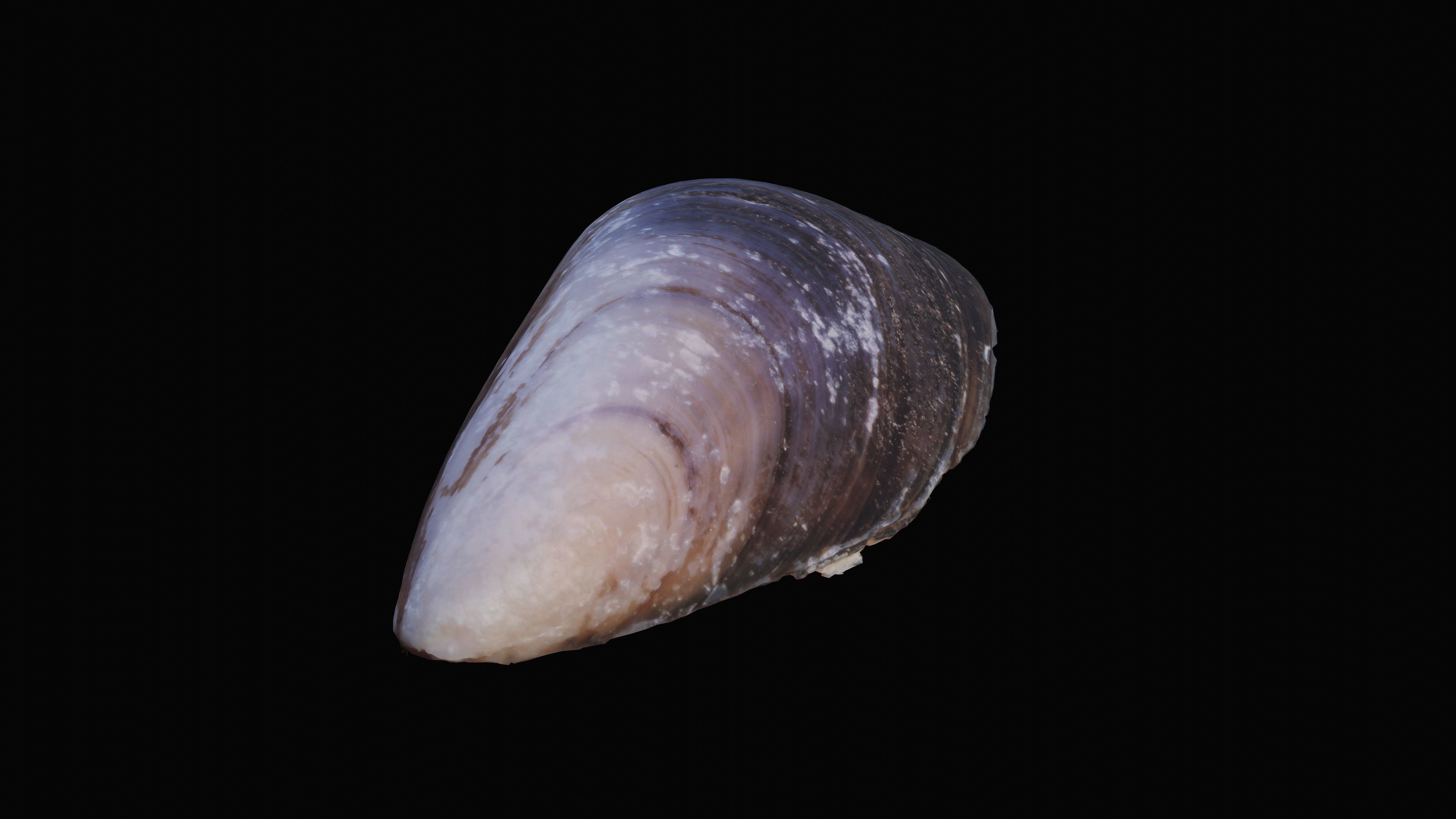 Dark Tellin Shell Low-poly 3D model_1