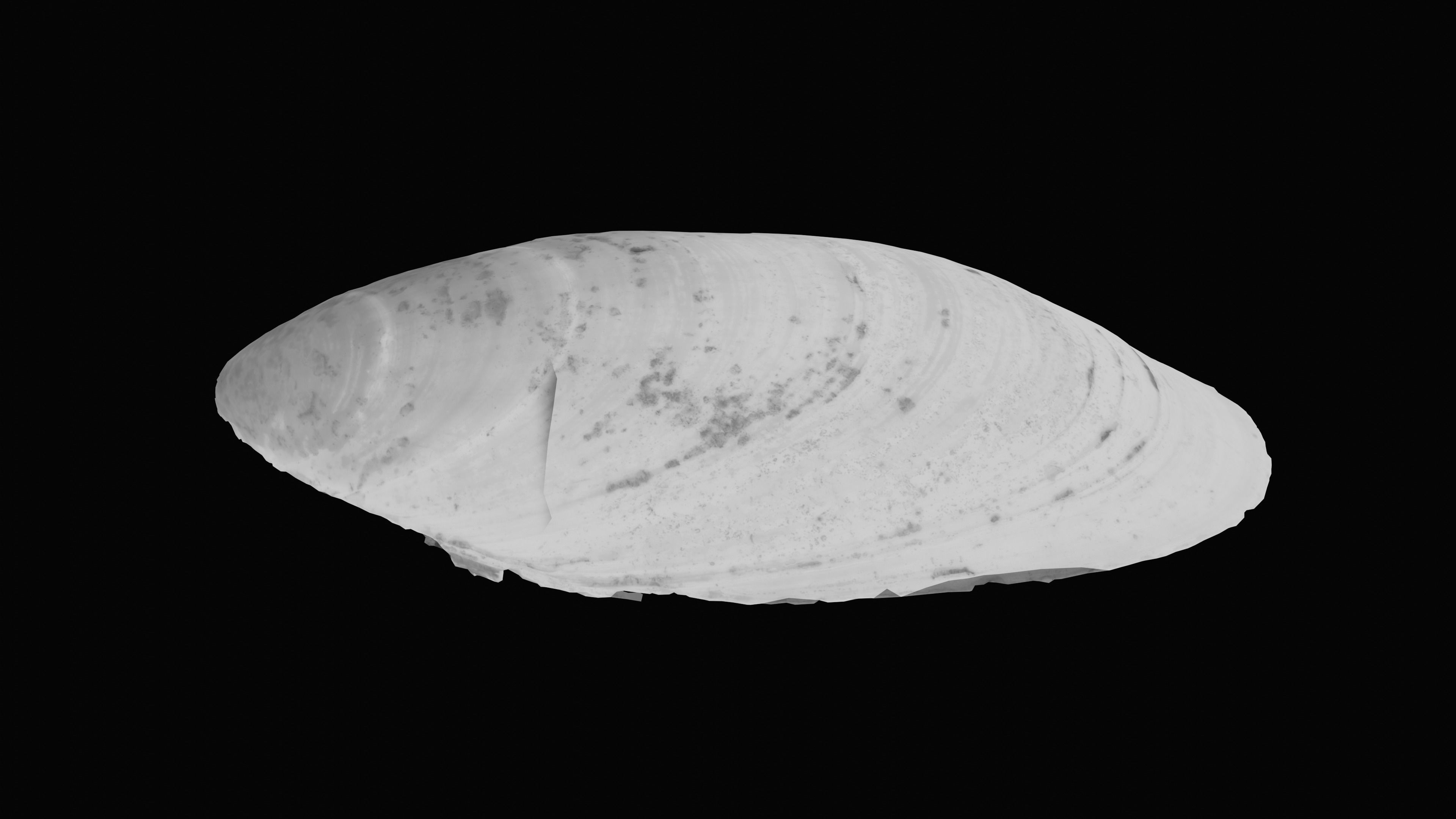 Dark Tellin Shell Low-poly 3D model_14