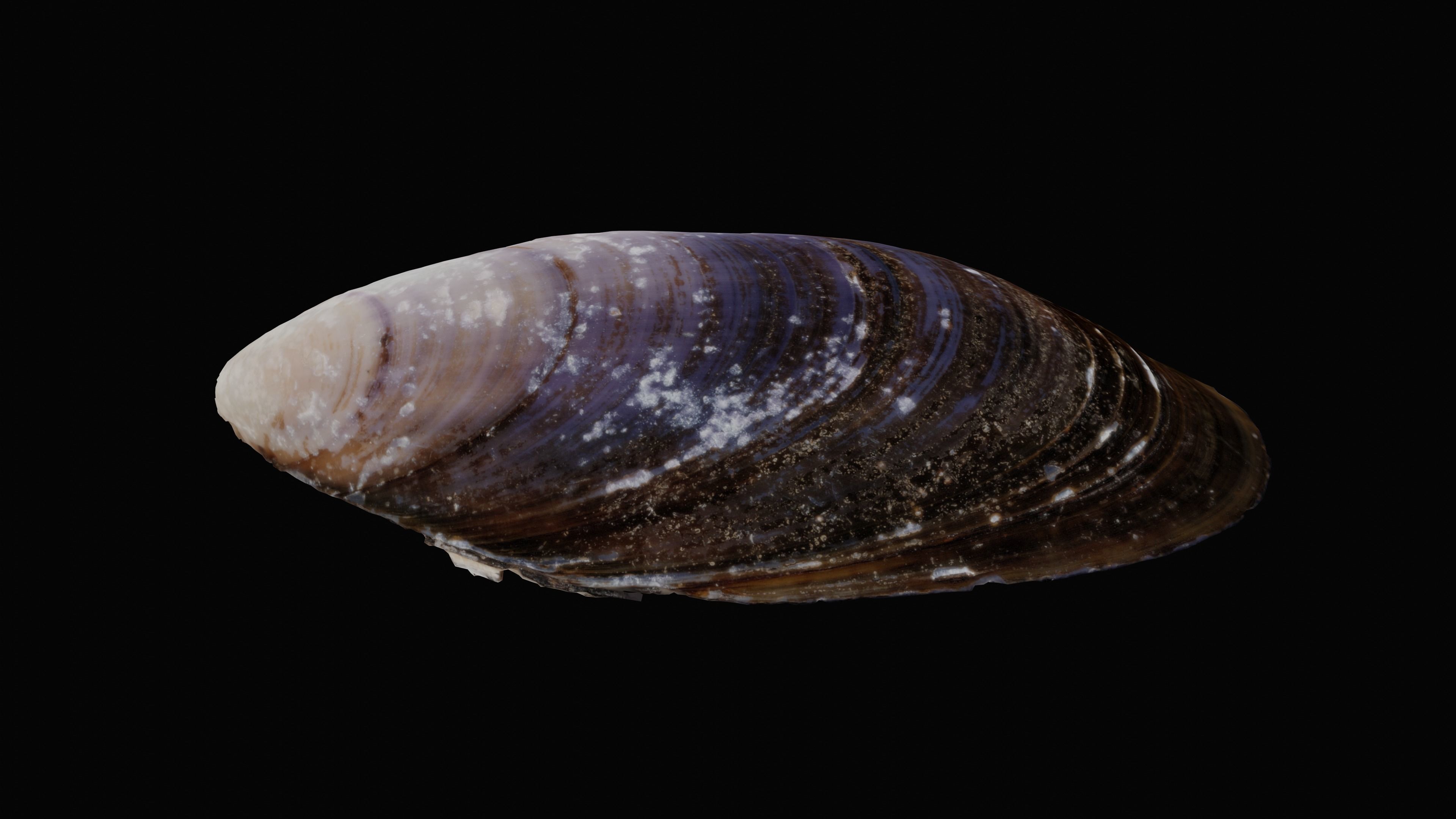 Dark Tellin Shell Low-poly 3D model_12