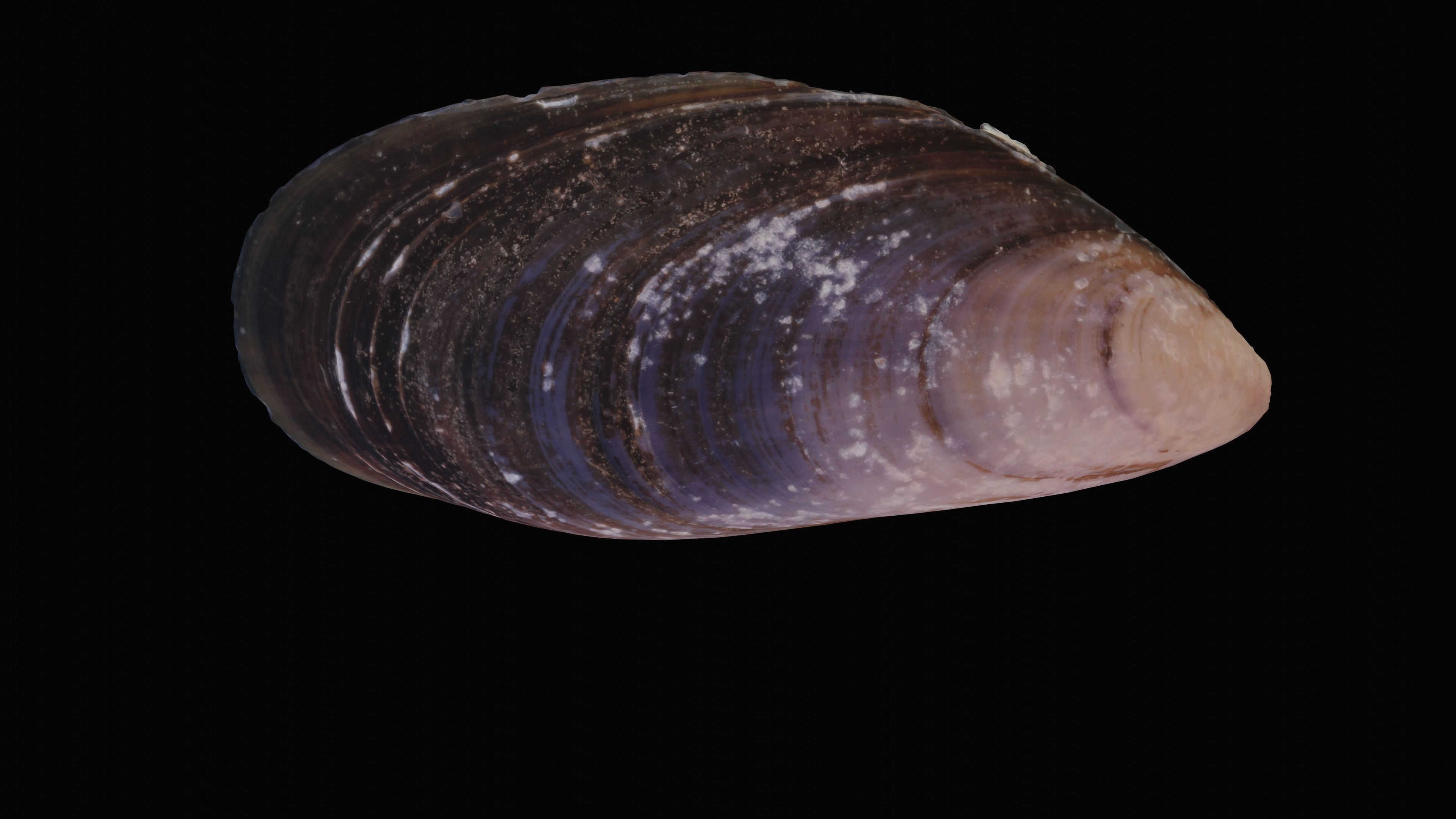 Dark Tellin Shell Low-poly 3D model_7