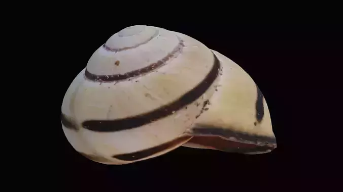 Grove Band Snail Shell Low-poly 3D model