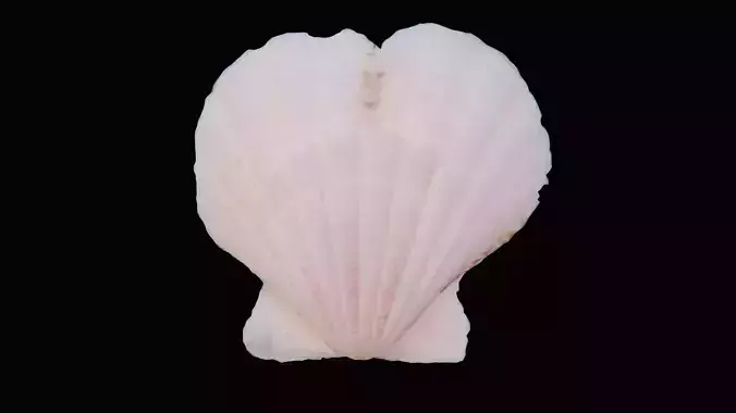 Scallop Sea Shell Low-poly 3D model