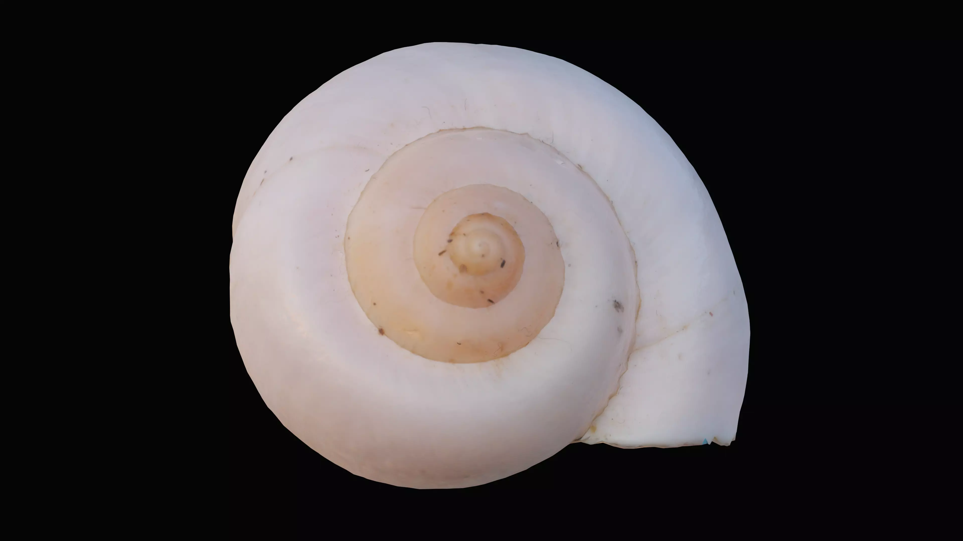 Ivory Snail Shell Low-poly 3D model